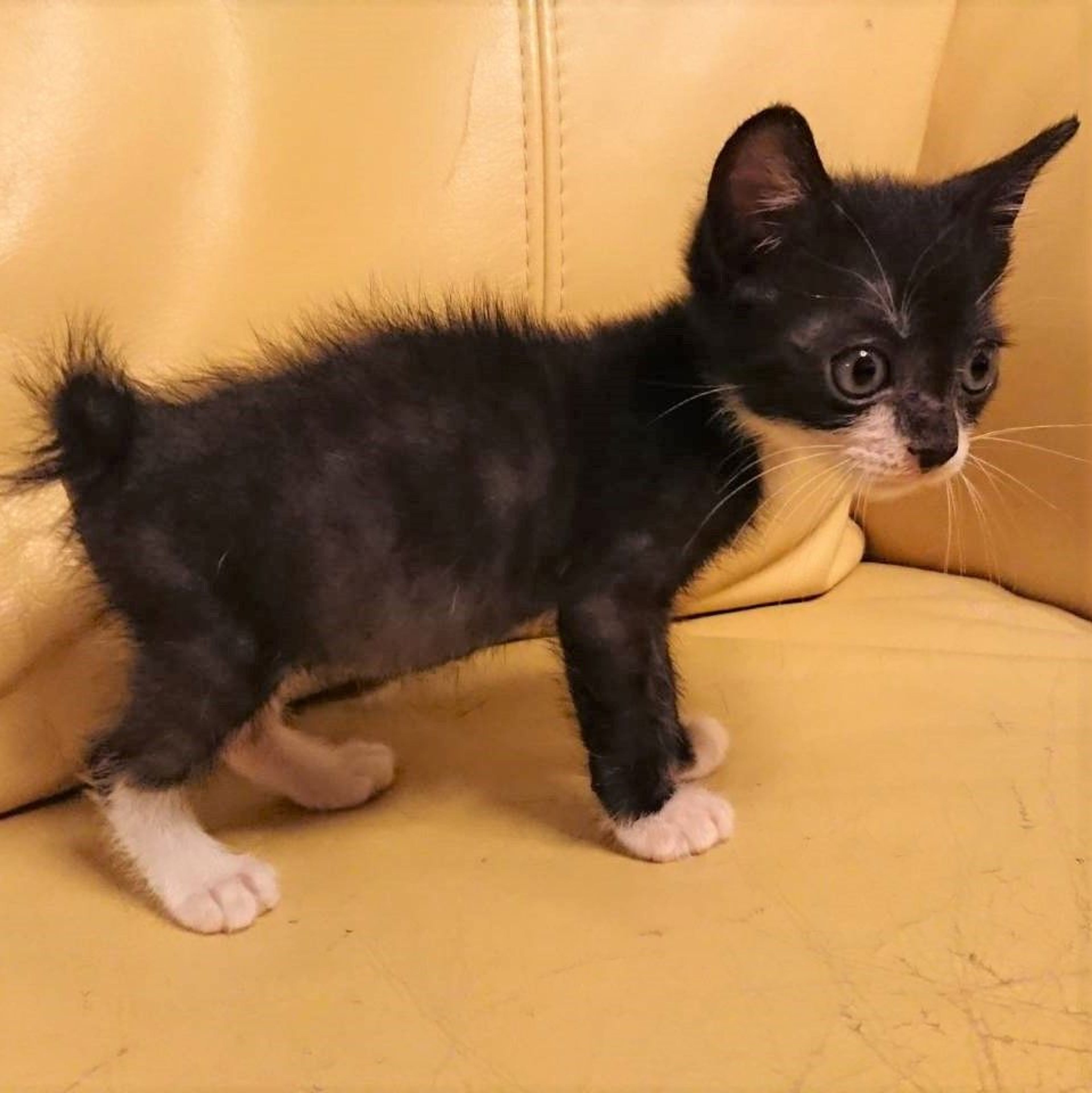 pet-image-4