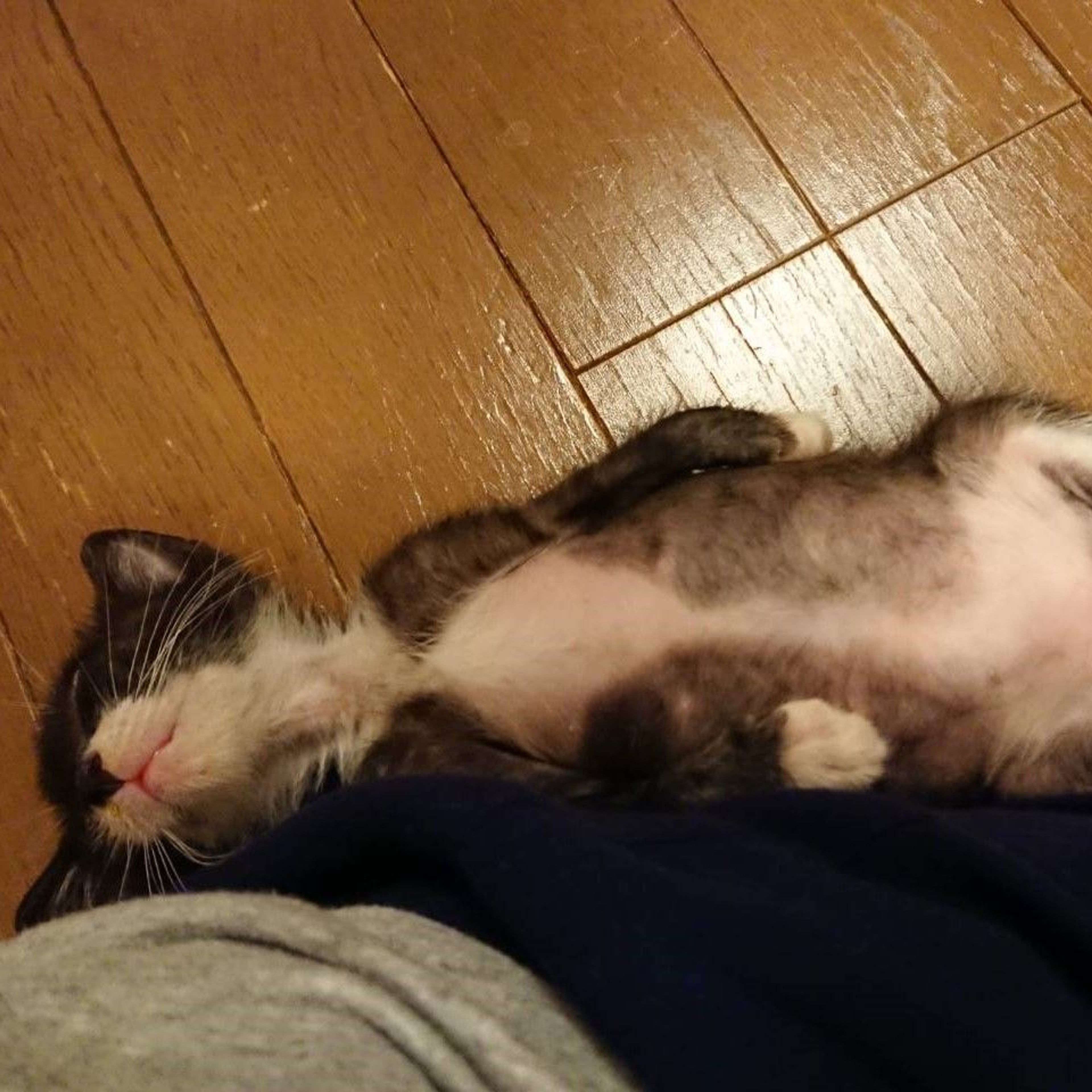 pet-image-5