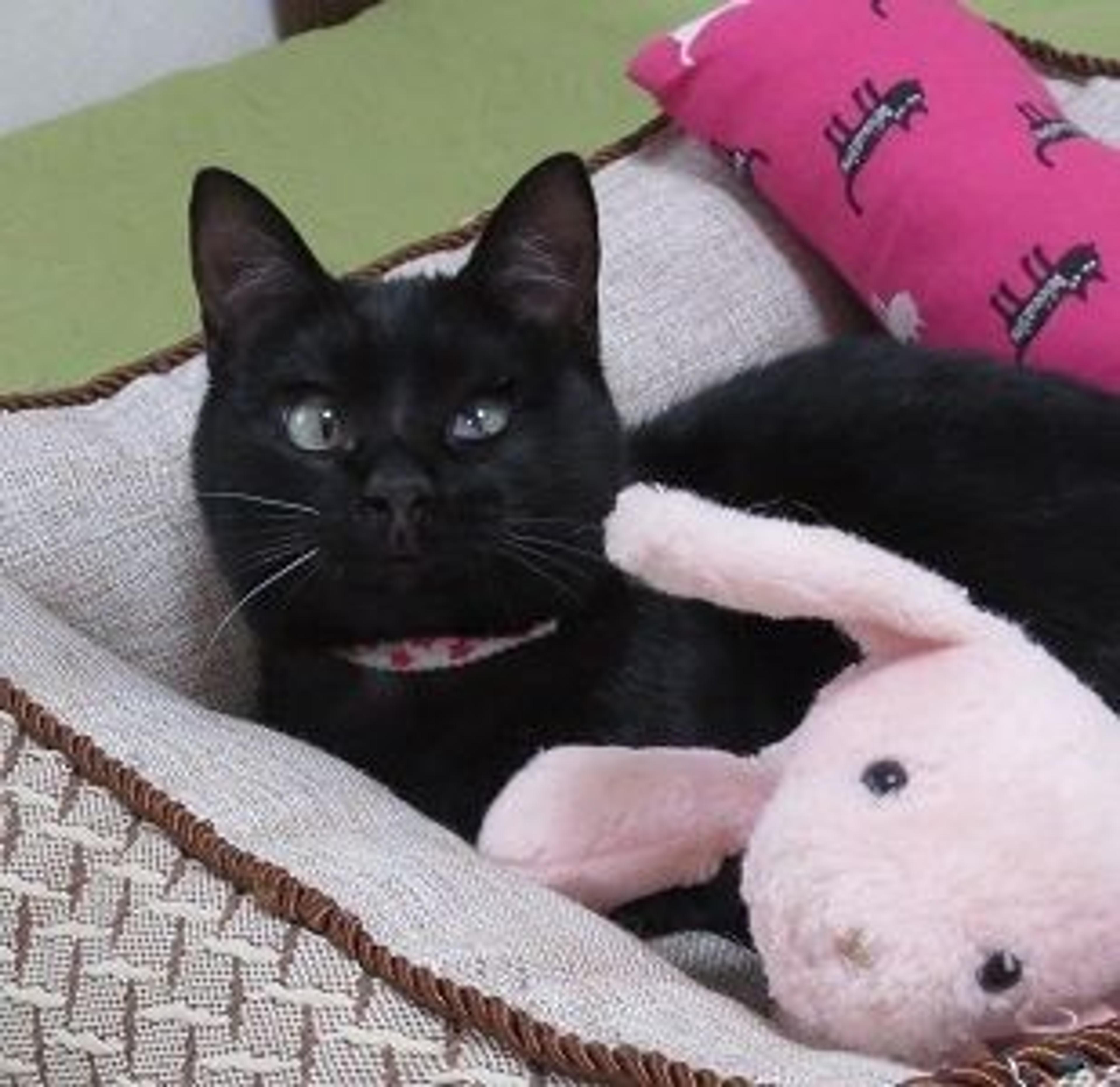 pet-image-2