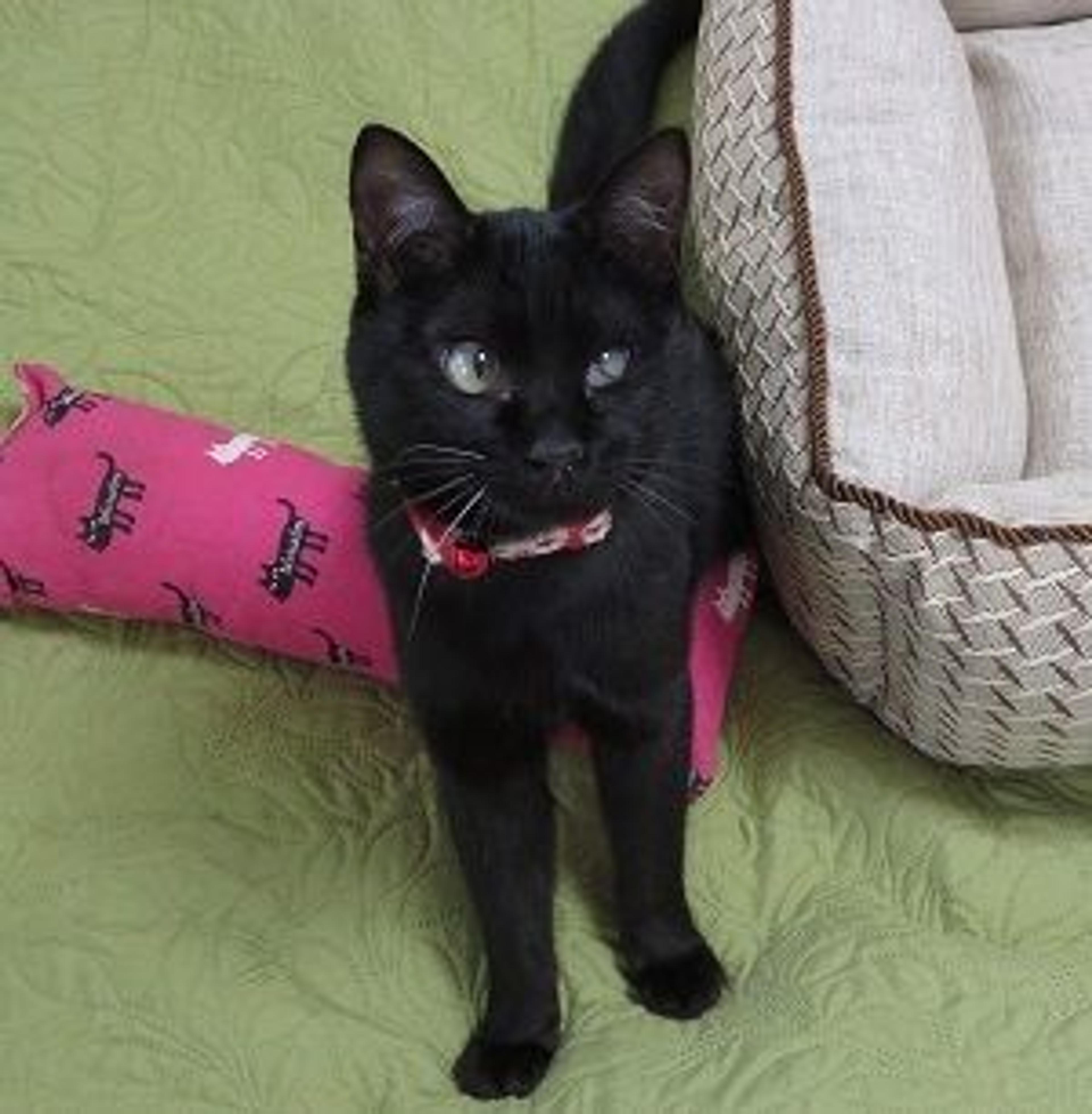 pet-image-3