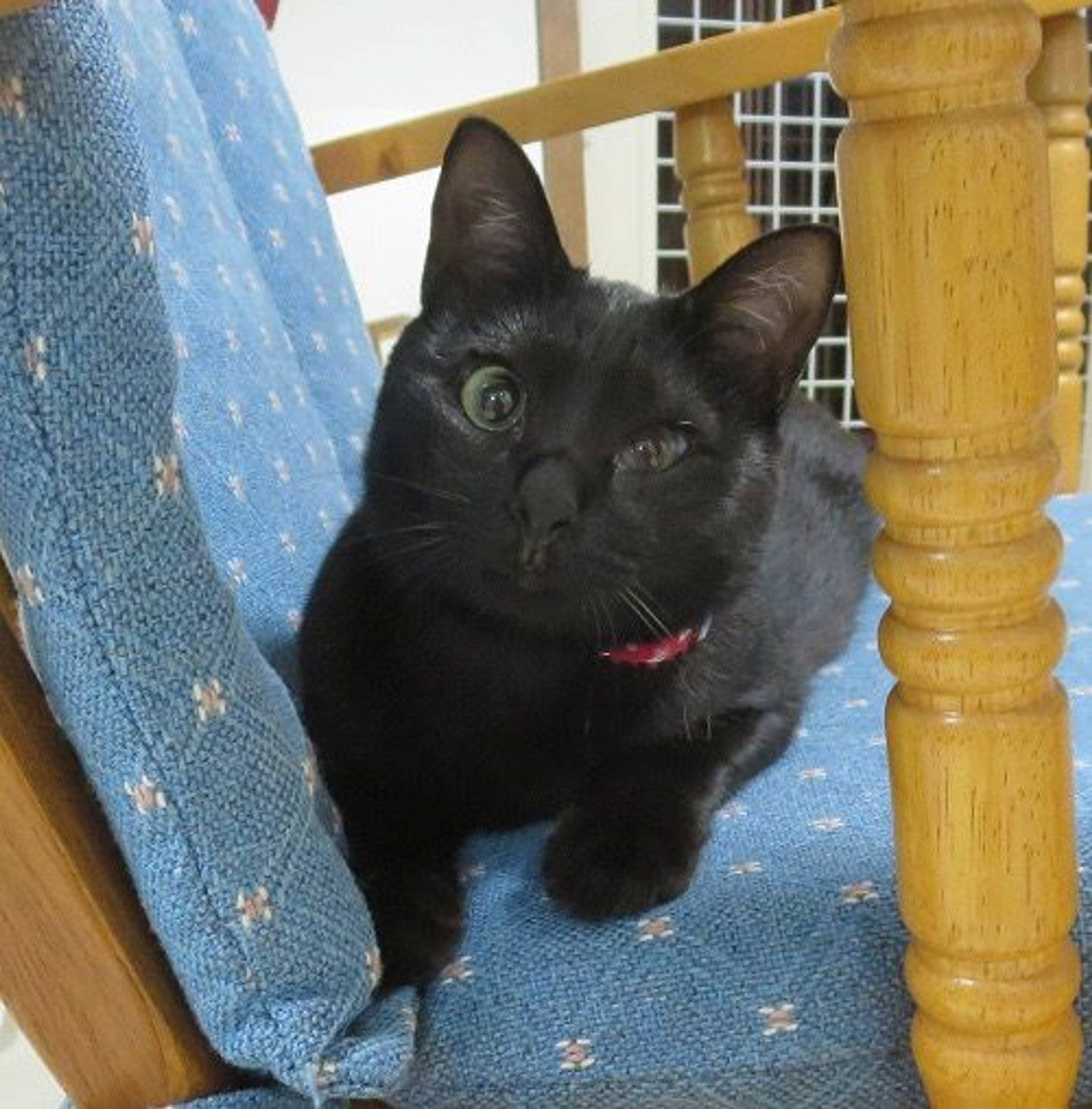 雑種（ミックス猫）・メスの里親募集の写真