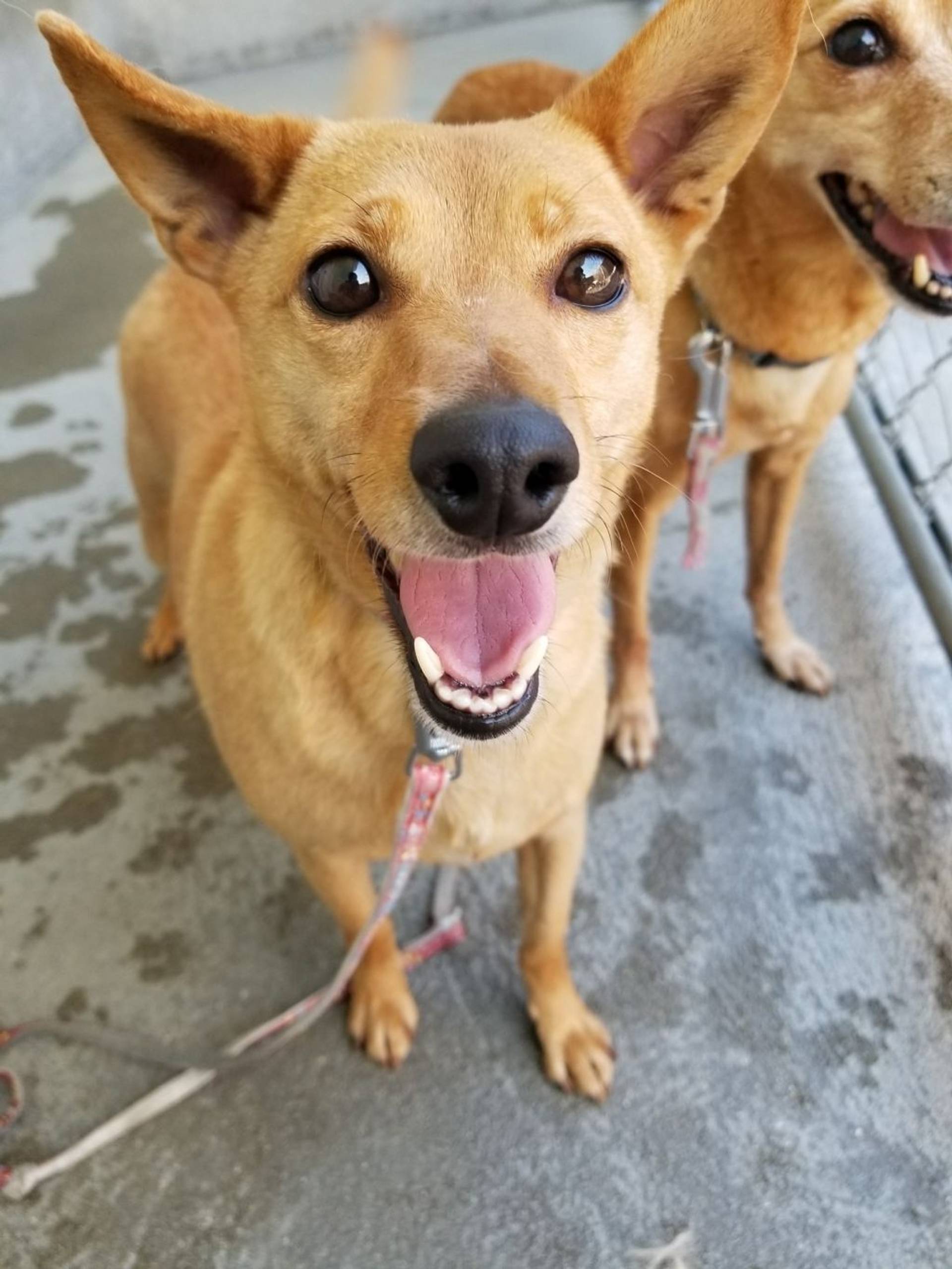 雑種（ミックス犬）・メスの里親募集の写真