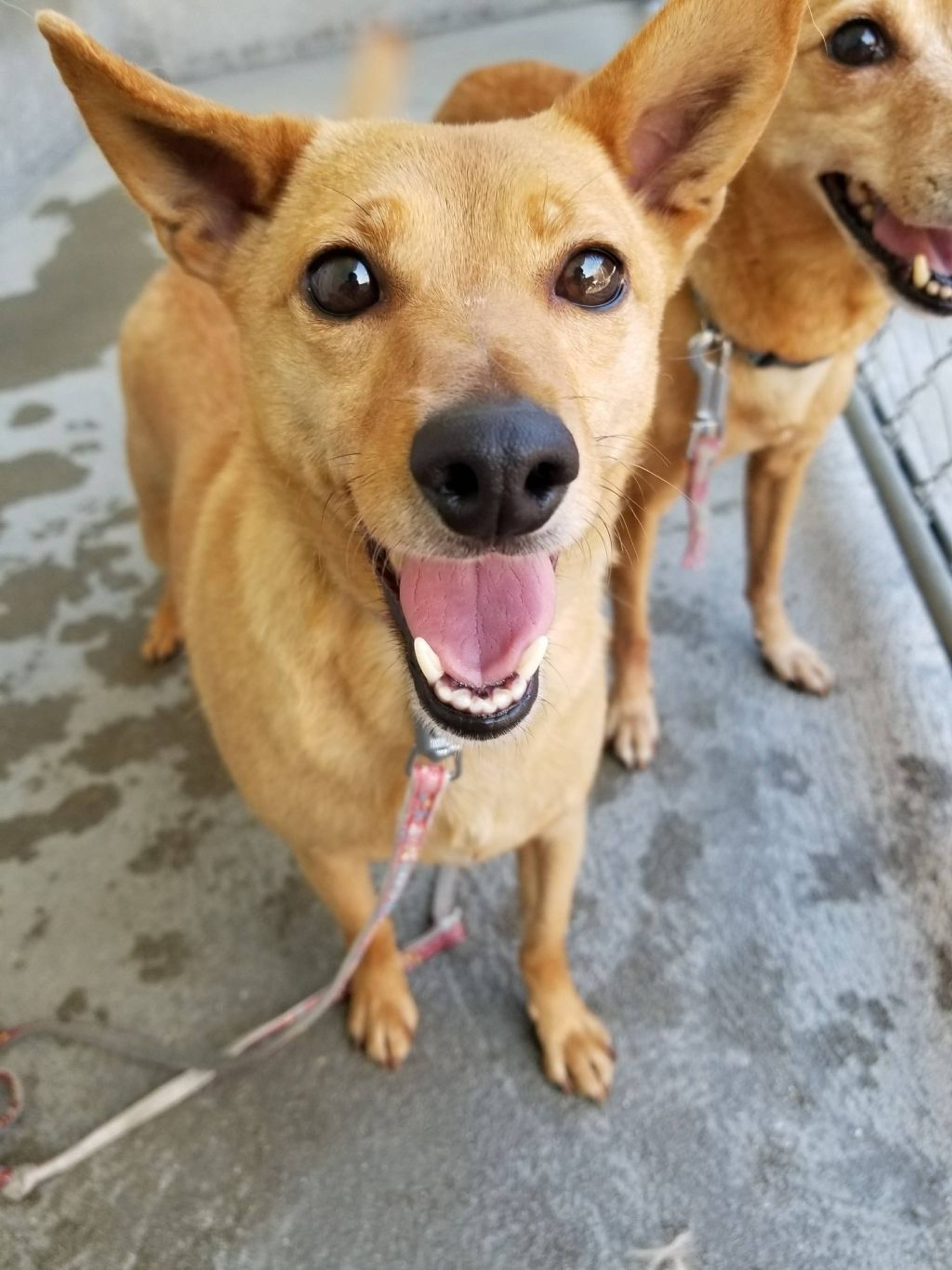 雑種（ミックス犬）・メスの里親募集の写真