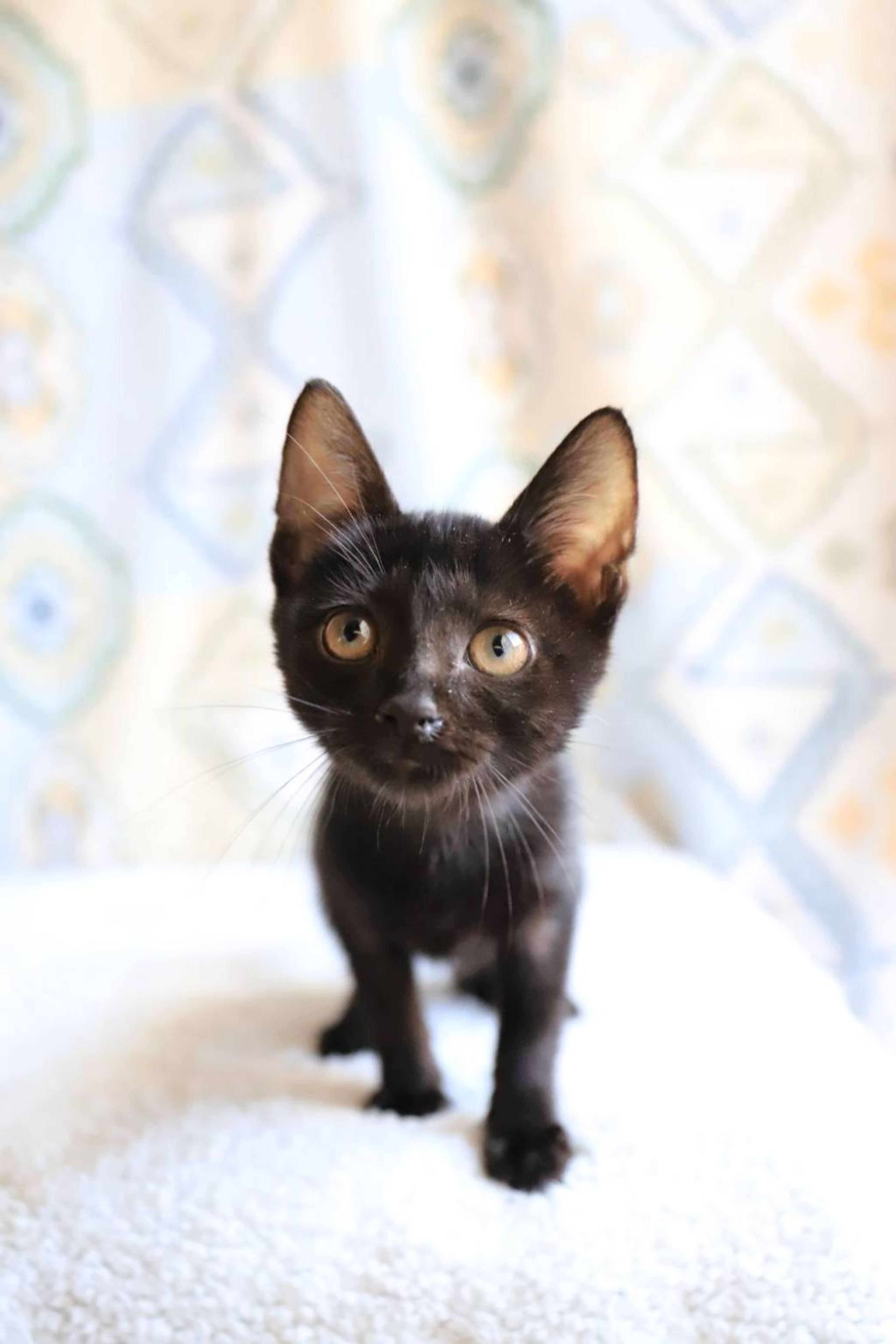 pet-image-4