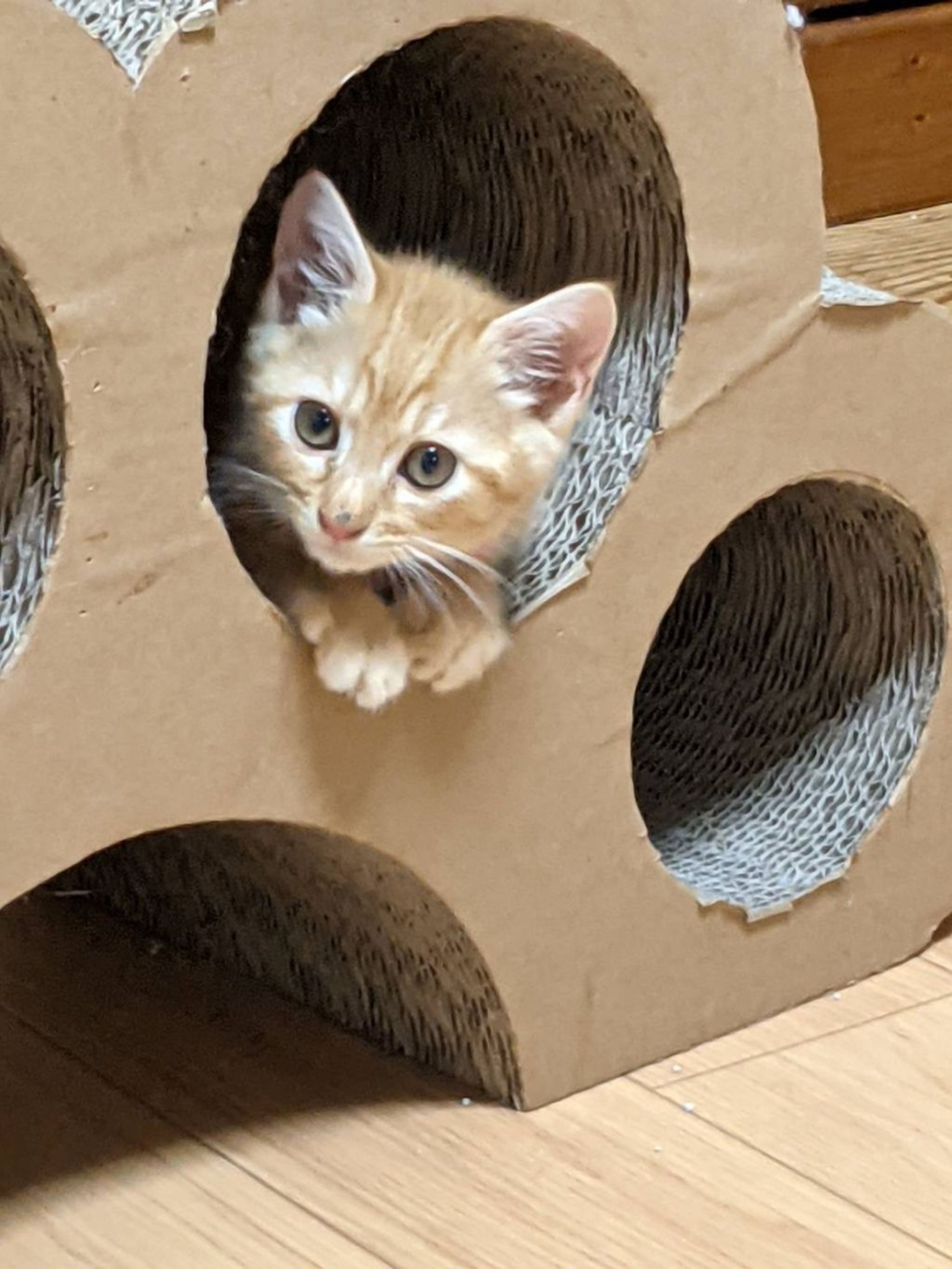 pet-image-2