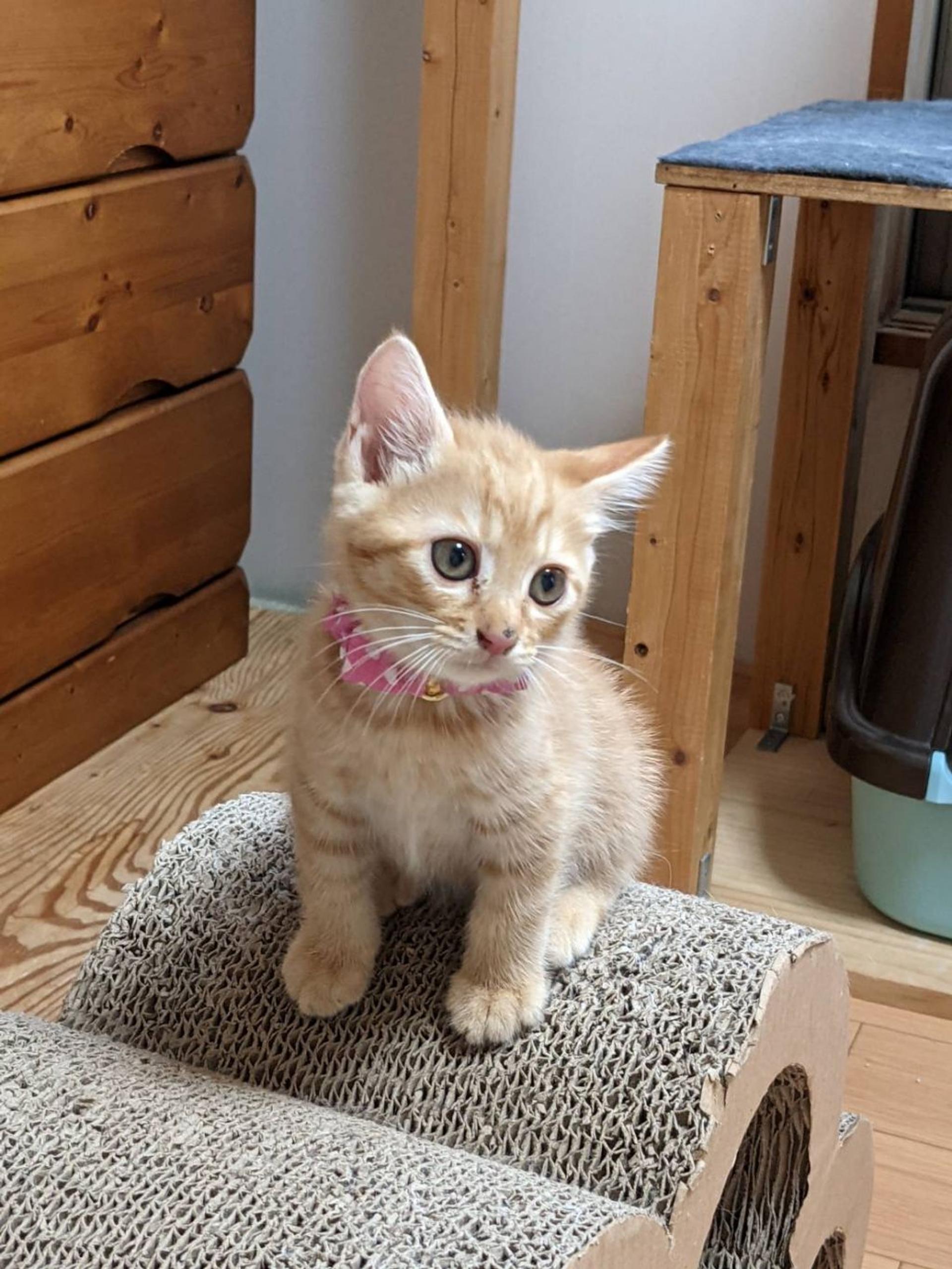 pet-image-4