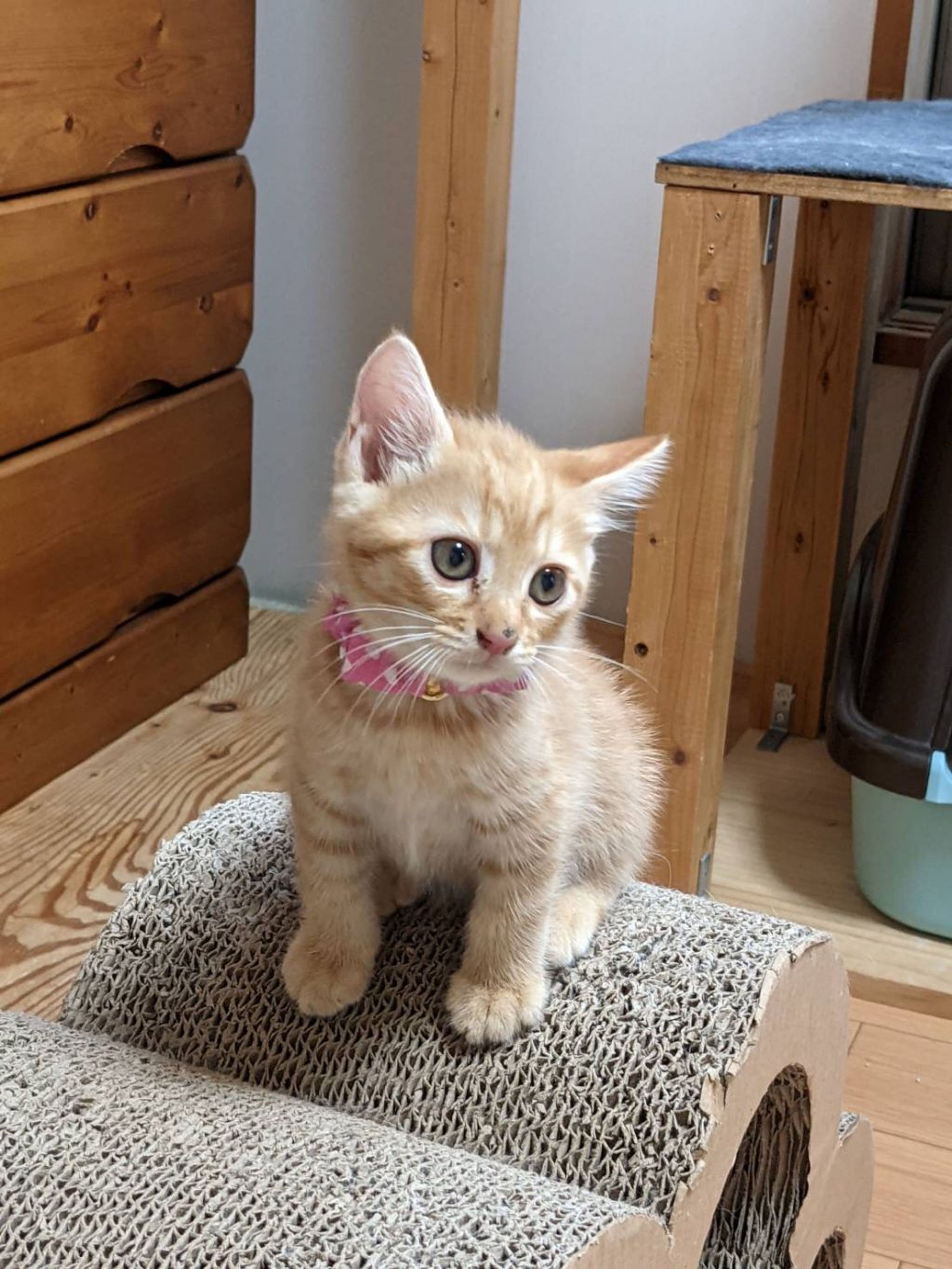 pet-image-4