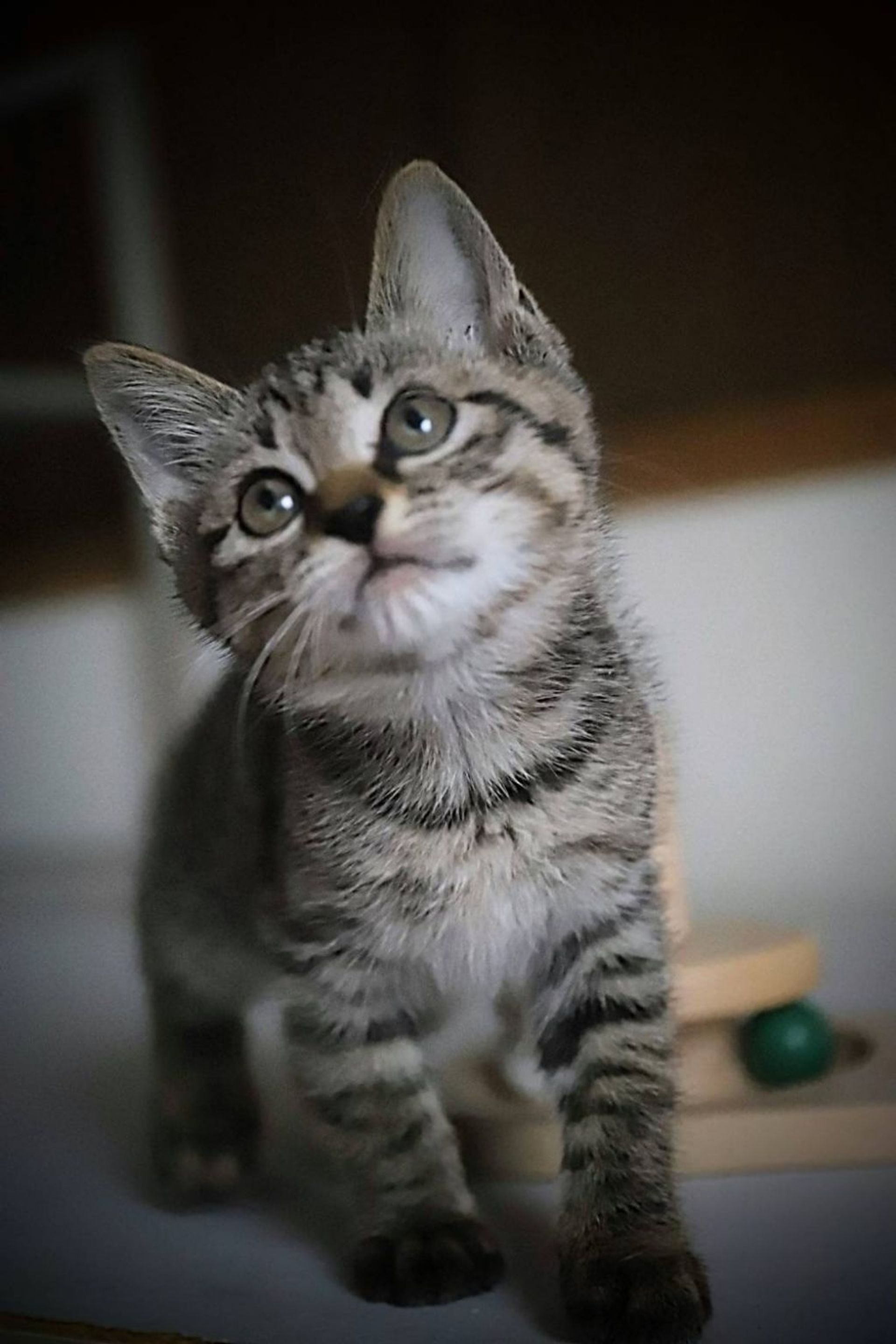 雑種（ミックス猫）・メスの里親募集の写真