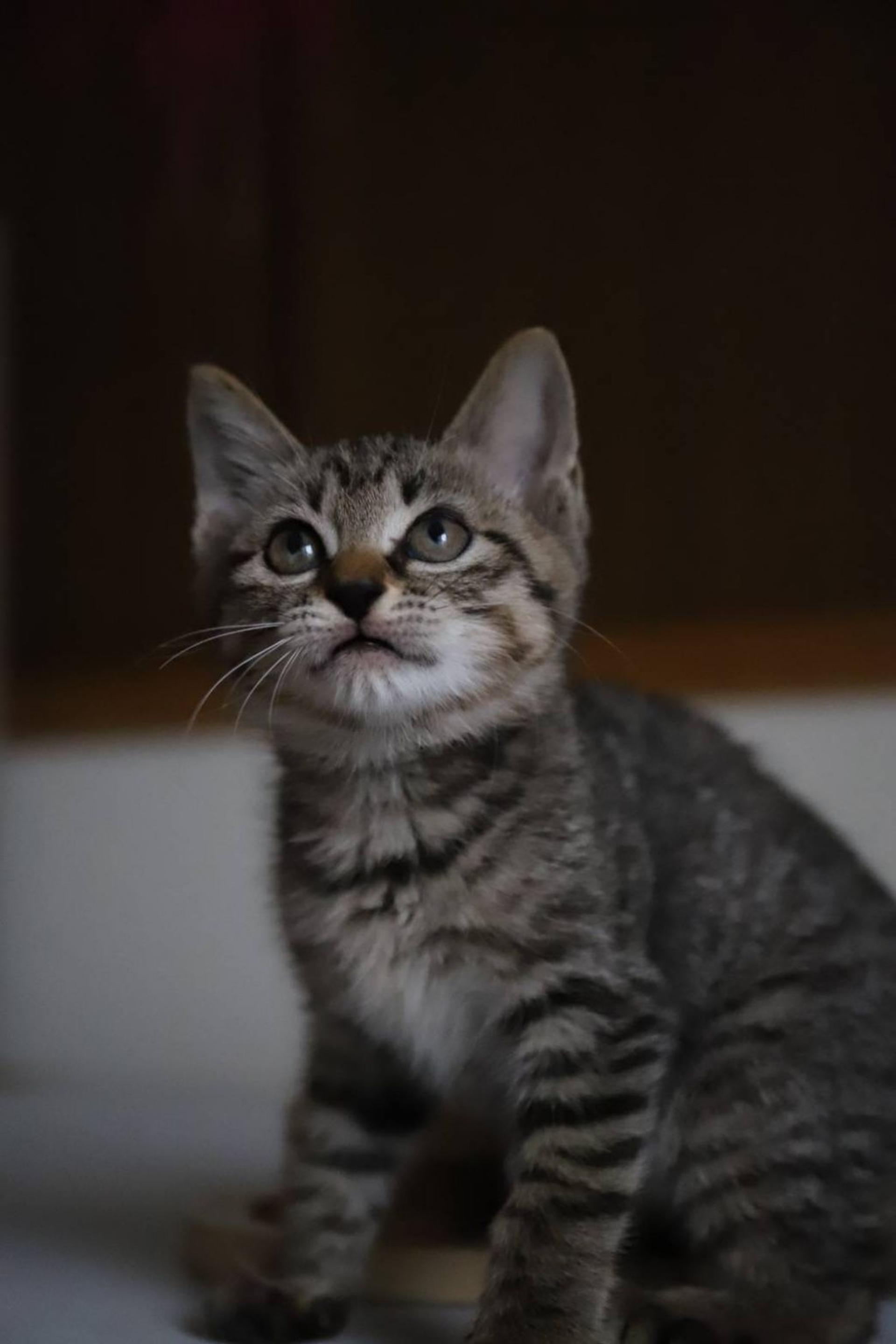pet-image-4