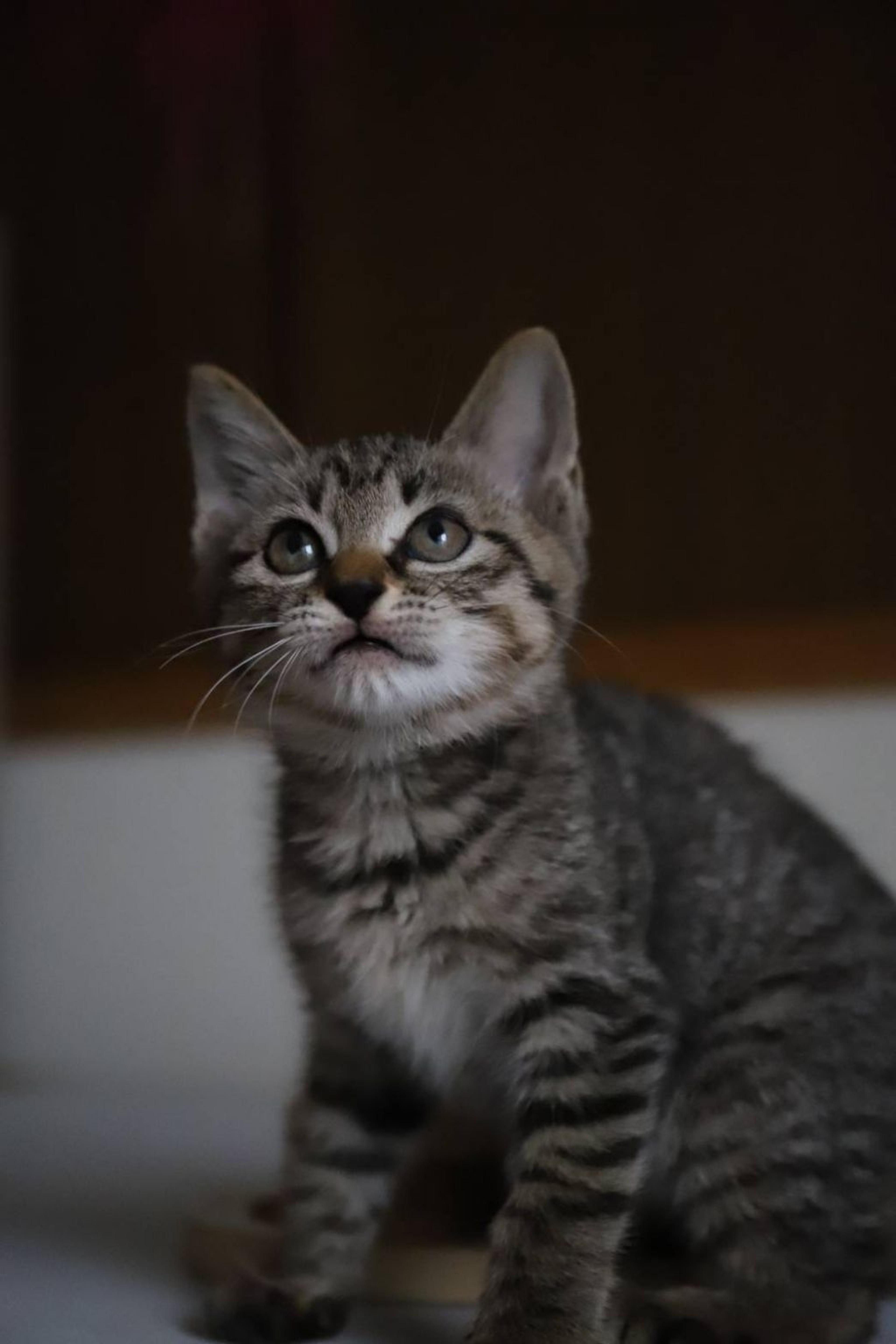 pet-image-4