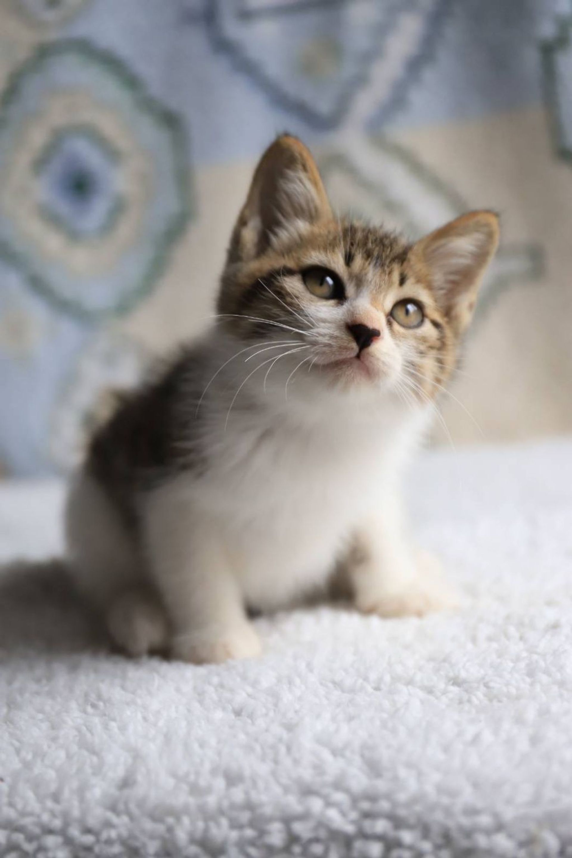 雑種（ミックス猫）・メスの里親募集の写真