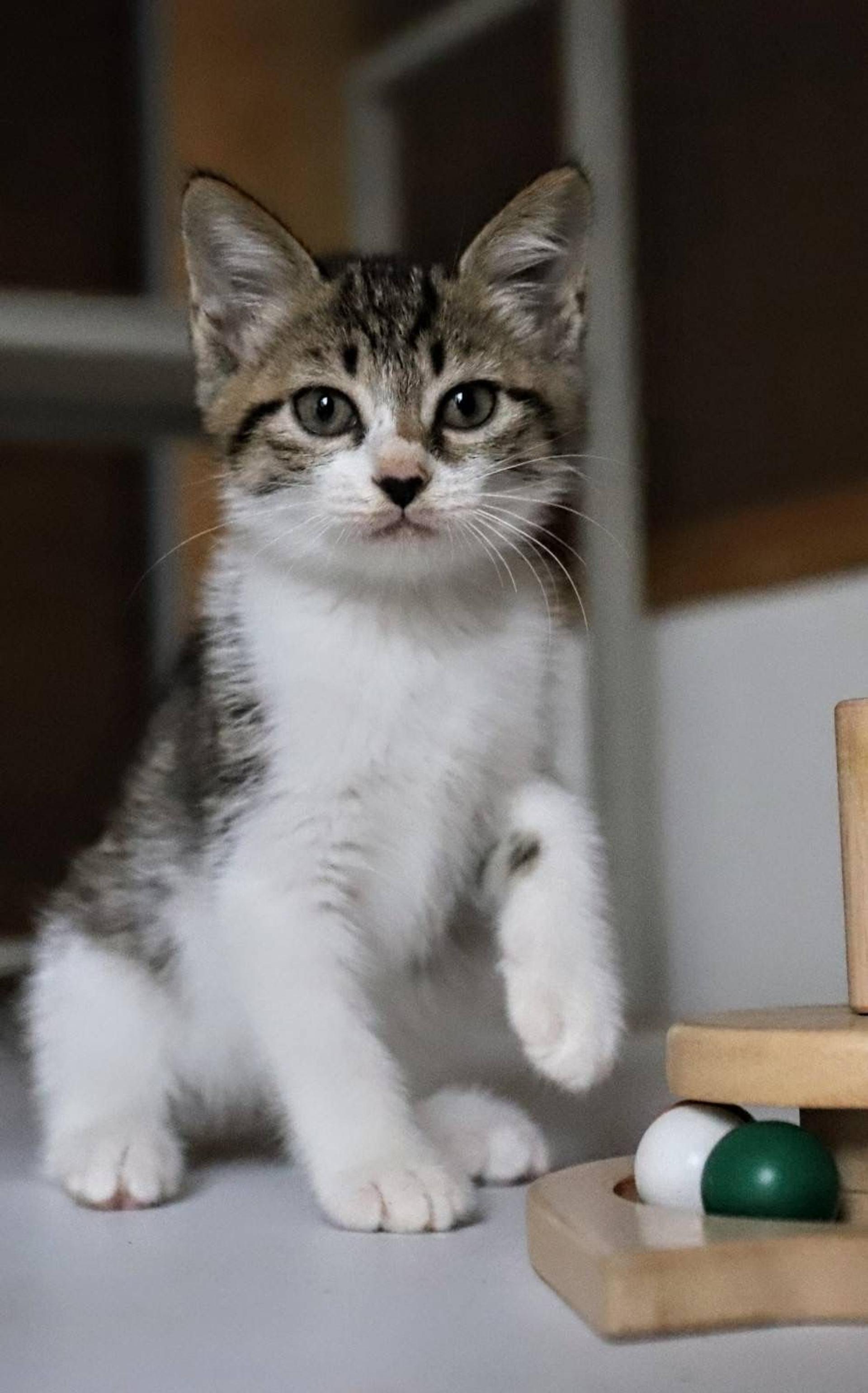 pet-image-2