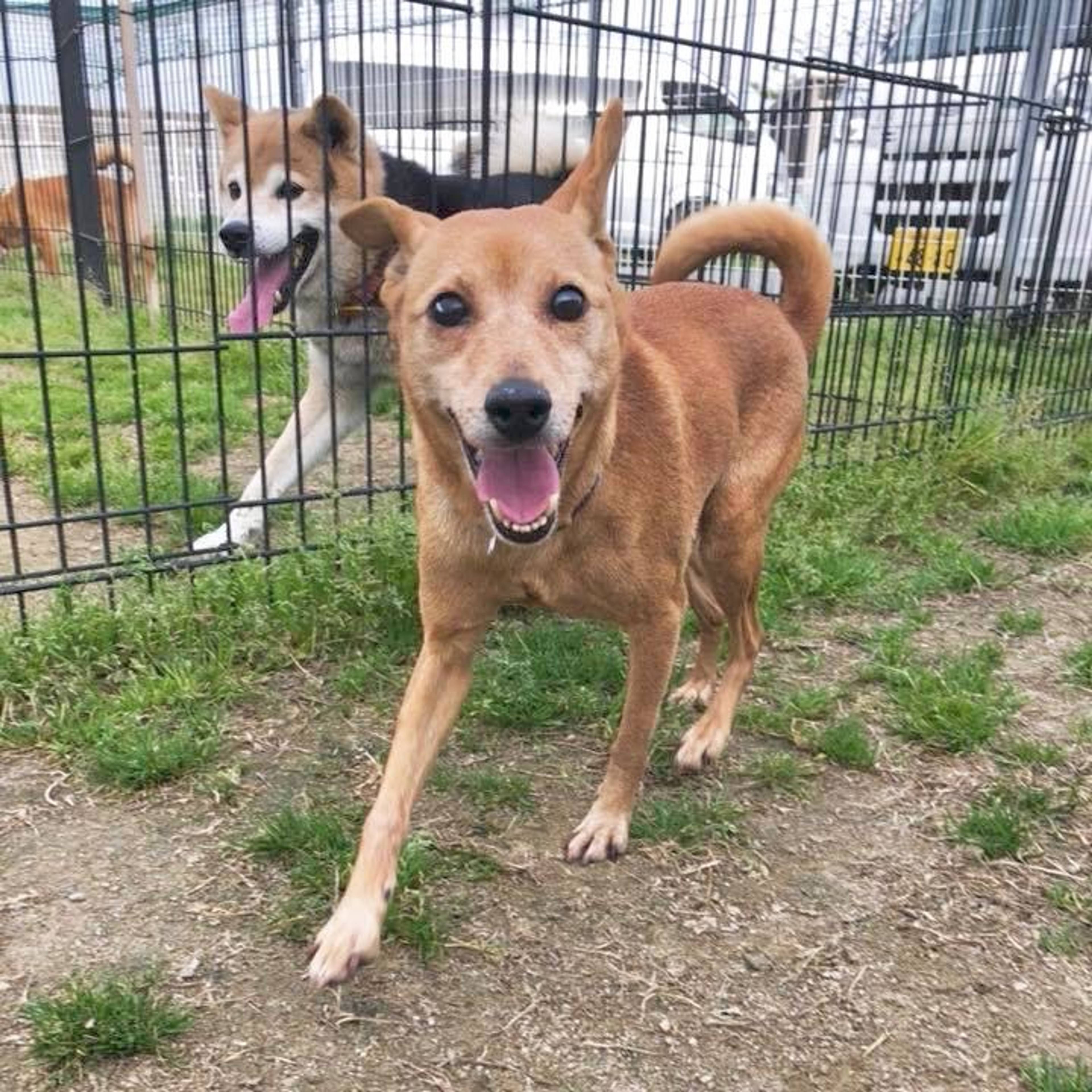 雑種（ミックス犬）・メスの里親募集の写真