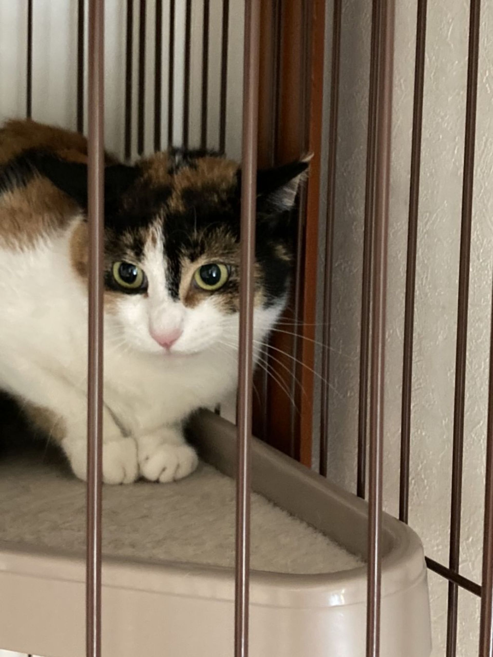 雑種（ミックス猫）・メスの里親募集の写真