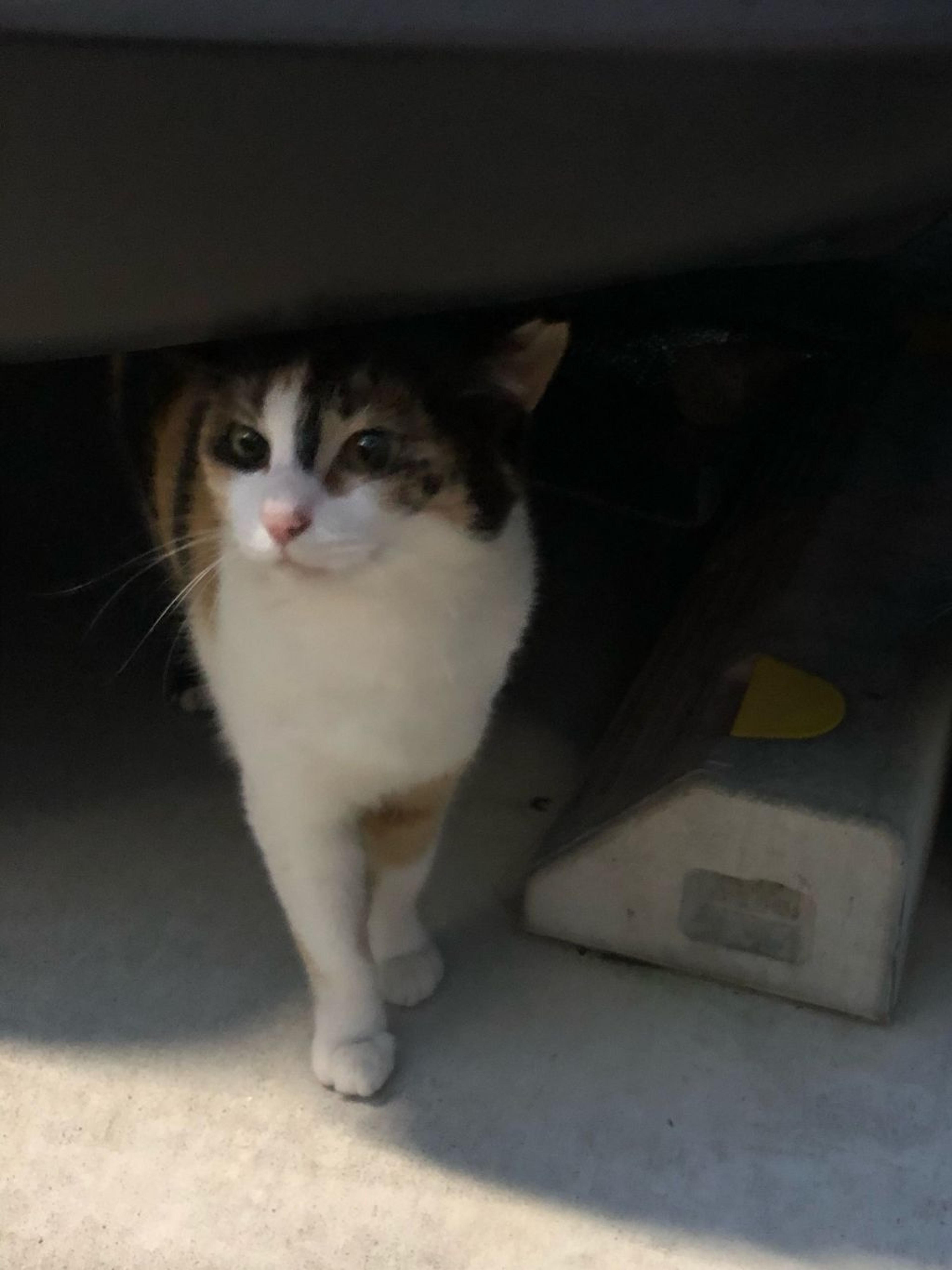 pet-image-3