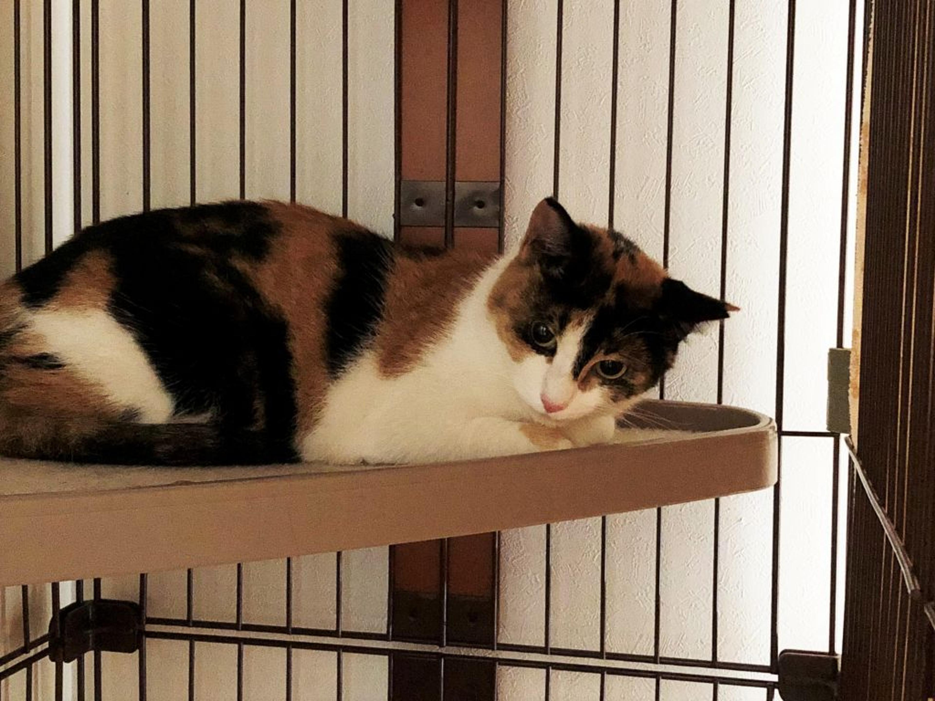 pet-image-5