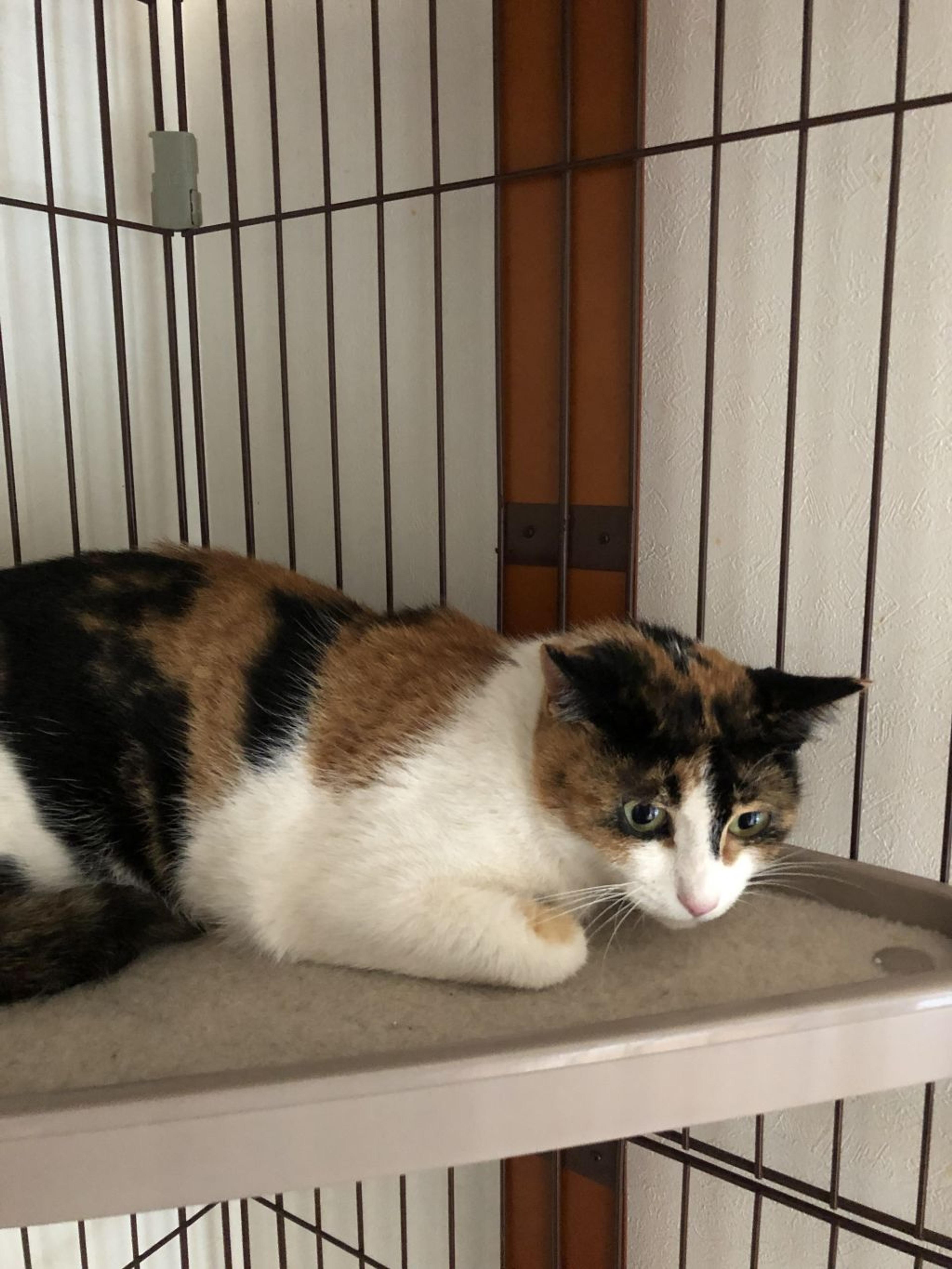 pet-image-6
