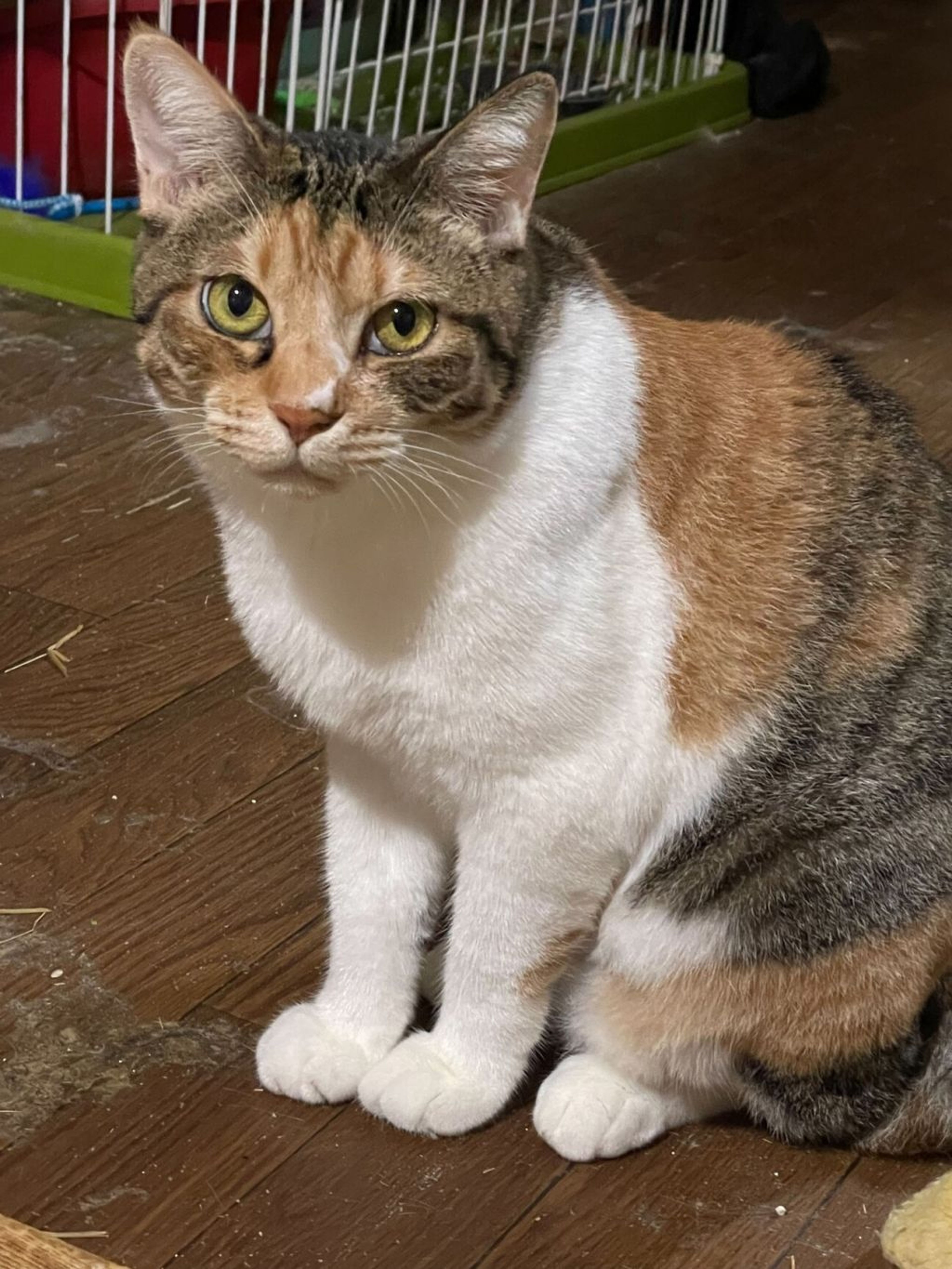 日本猫・メスの里親募集の写真