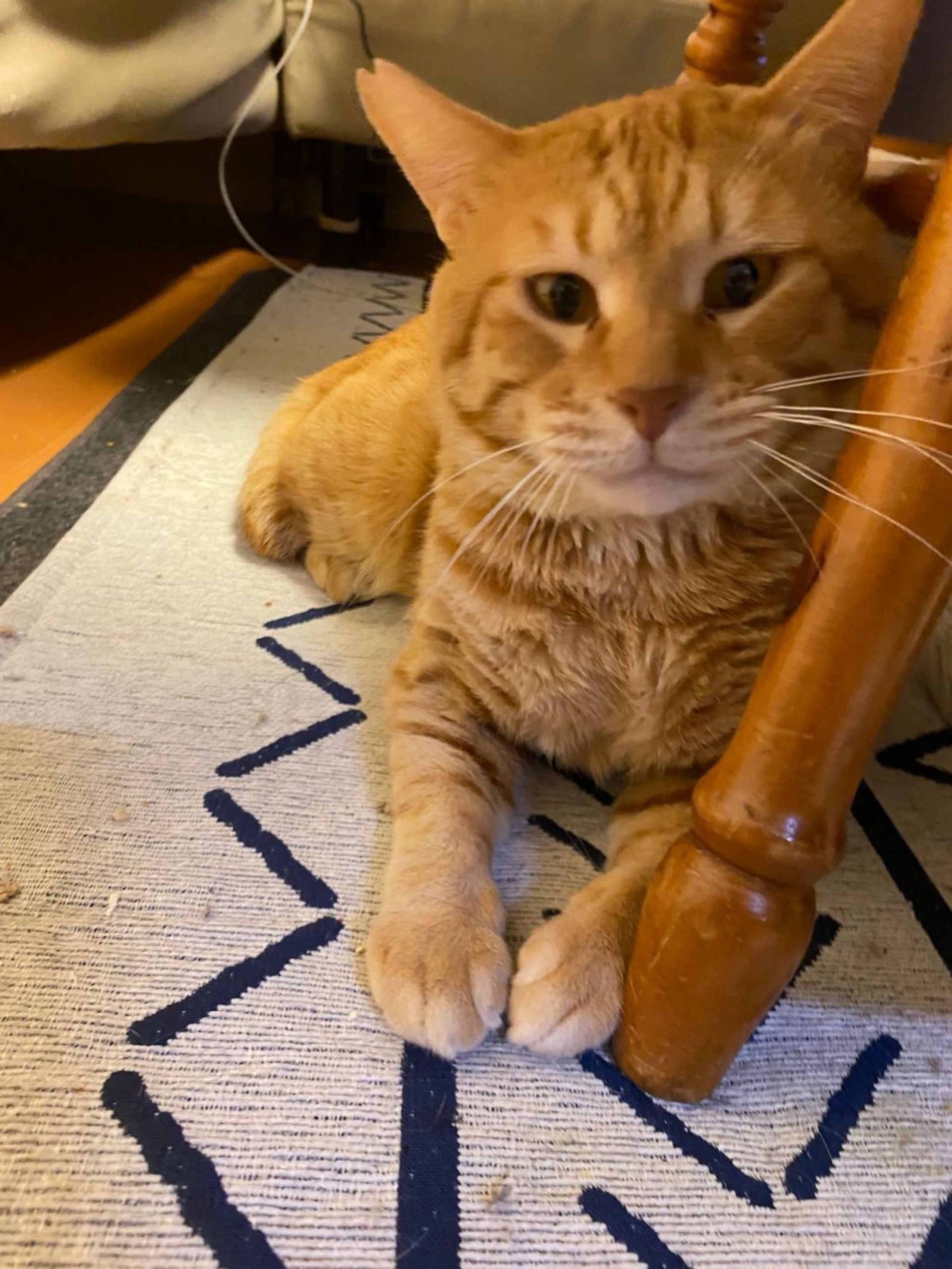 日本猫・オスの里親募集の写真