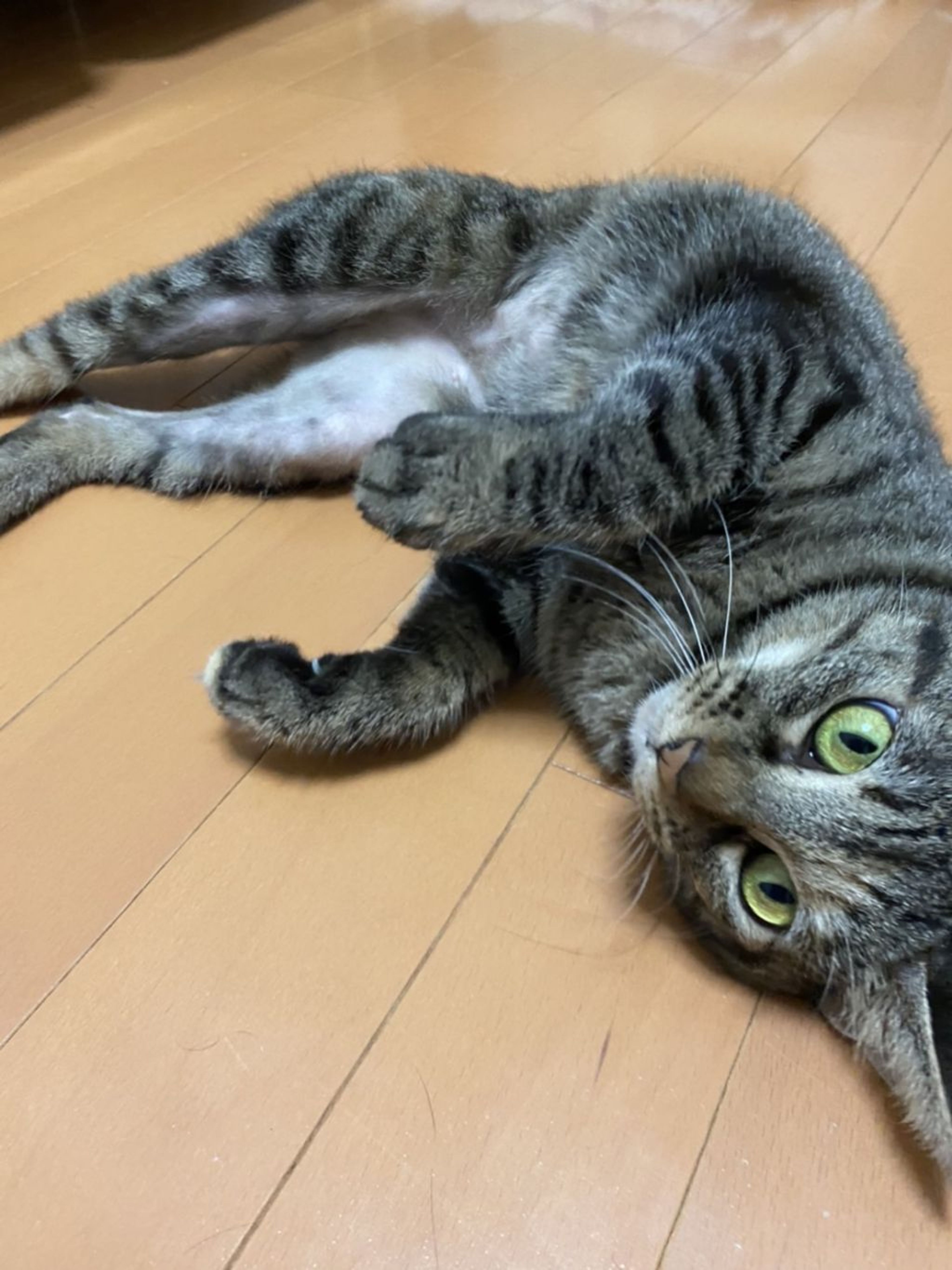 pet-image-2