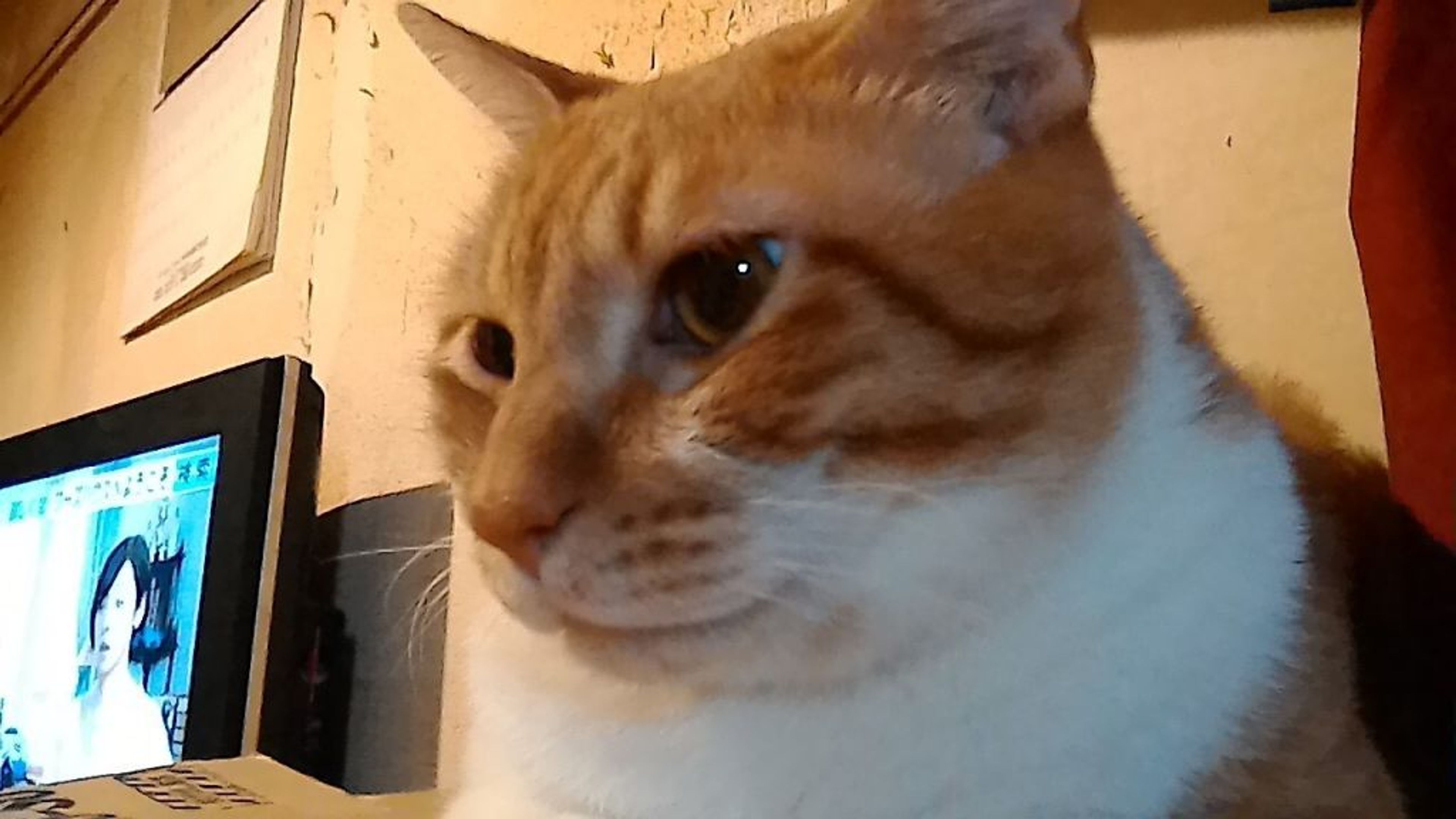 pet-image-2