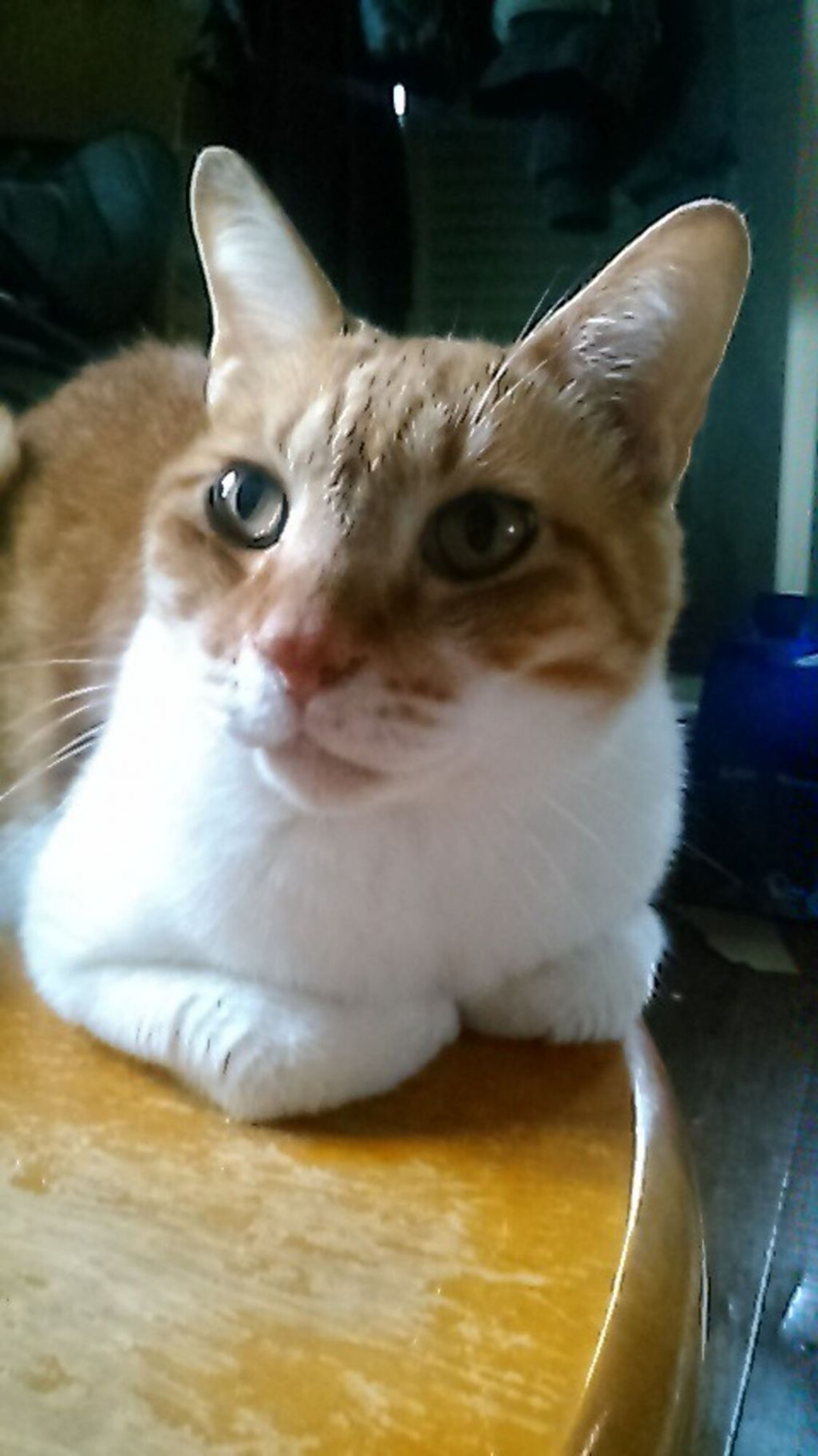pet-image-3