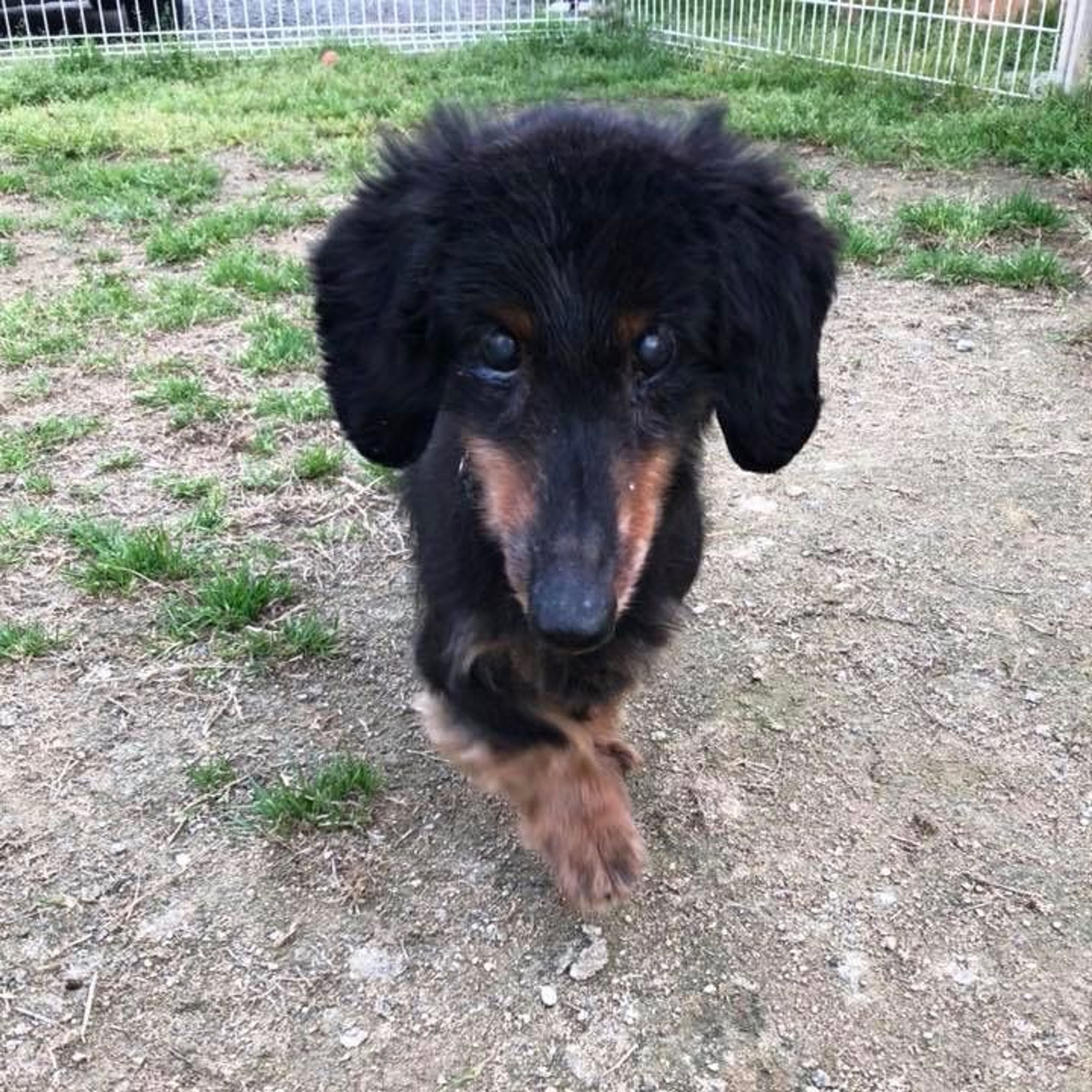 ミニチュア・ダックスフンド・オスの里親募集の写真