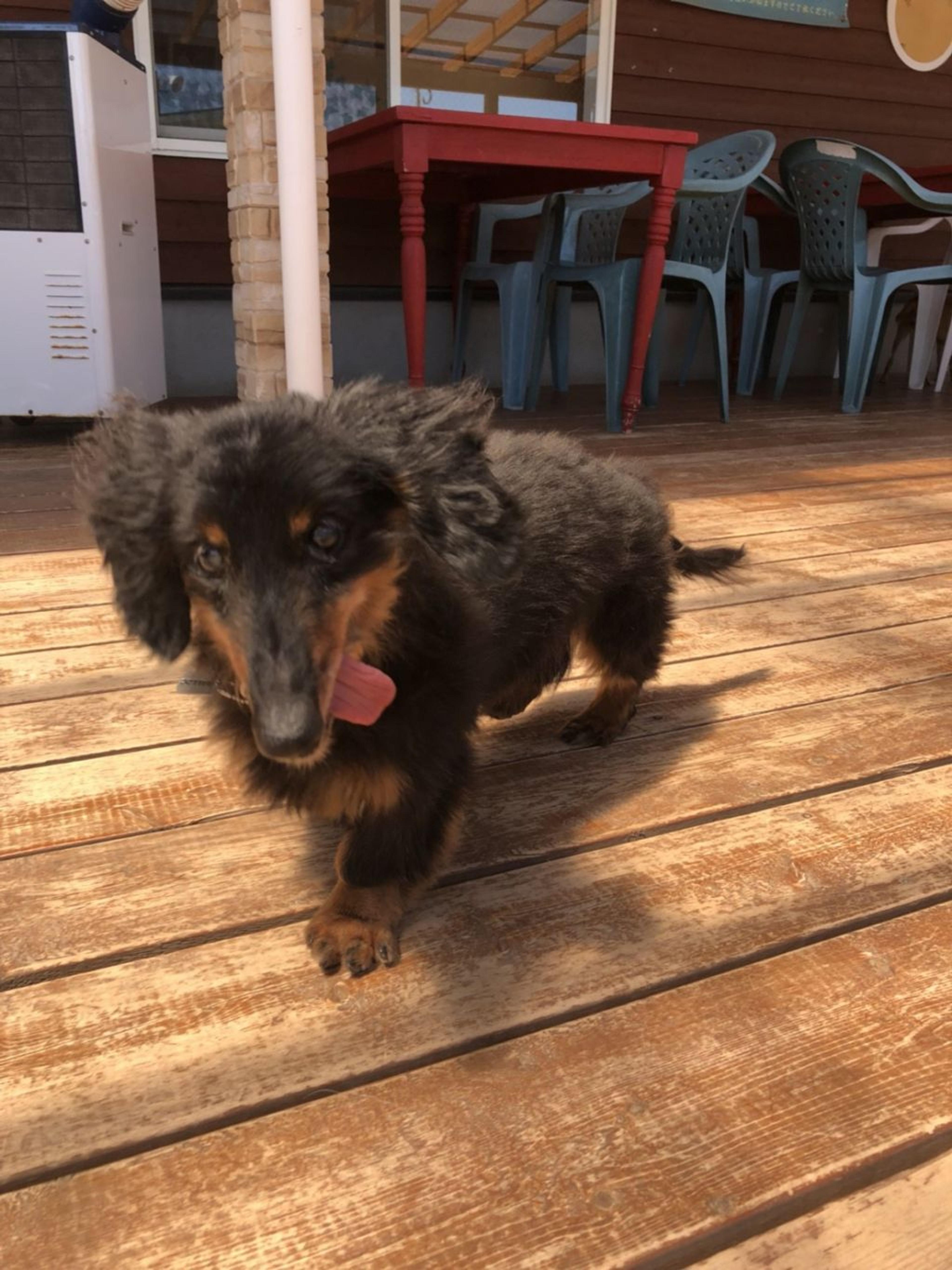 pet-image-2