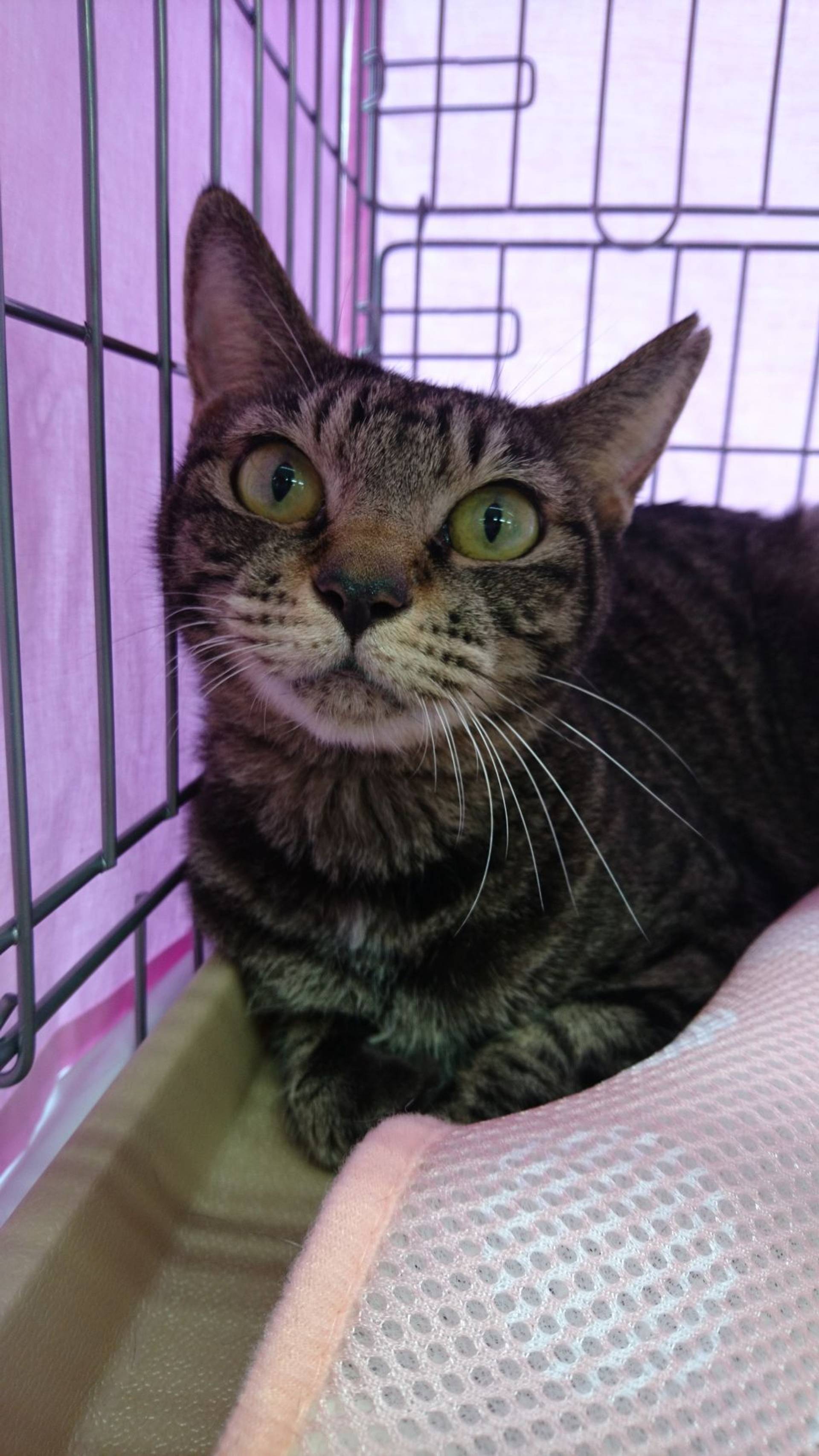 日本猫・メスの里親募集の写真