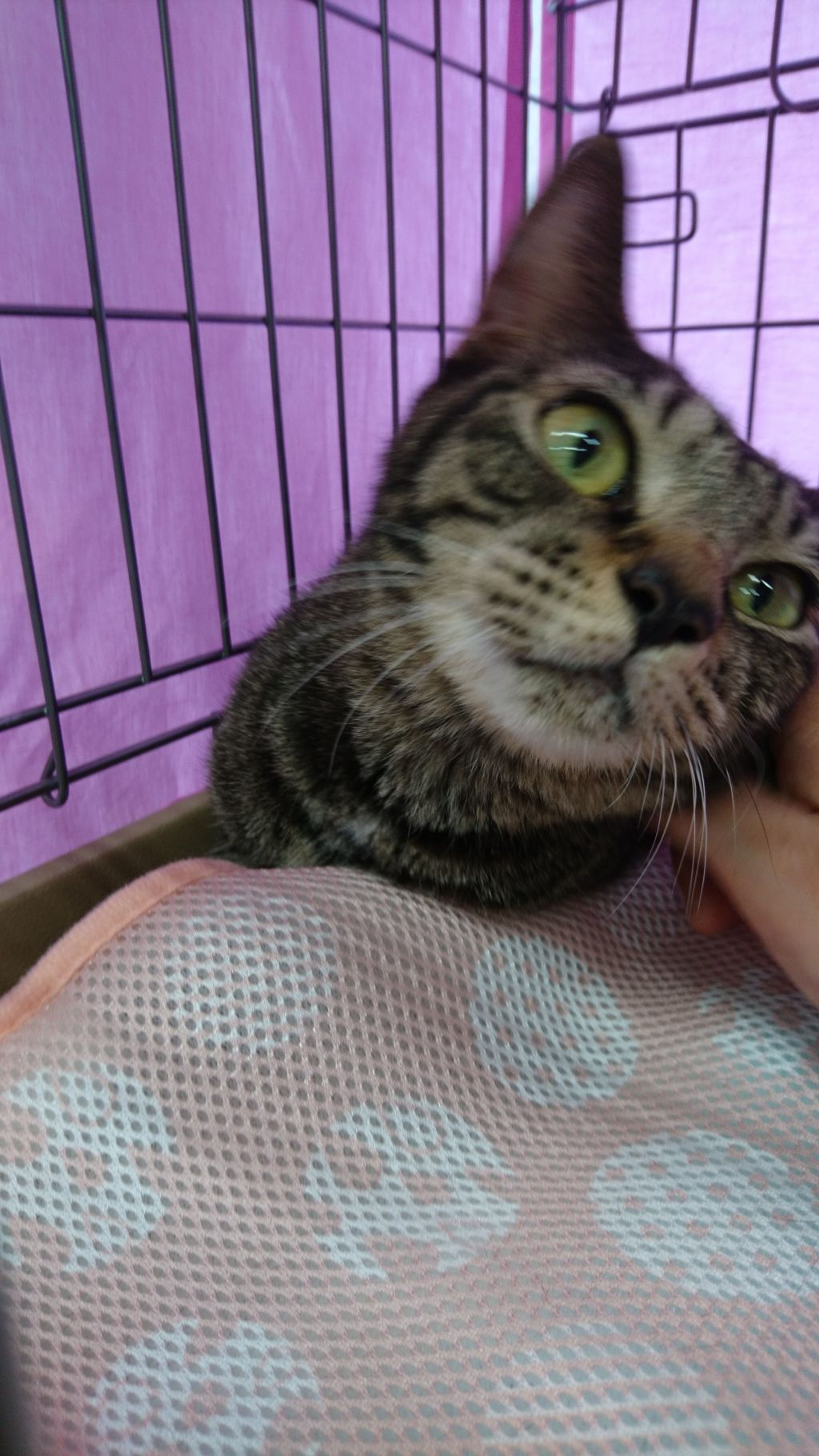 pet-image-2