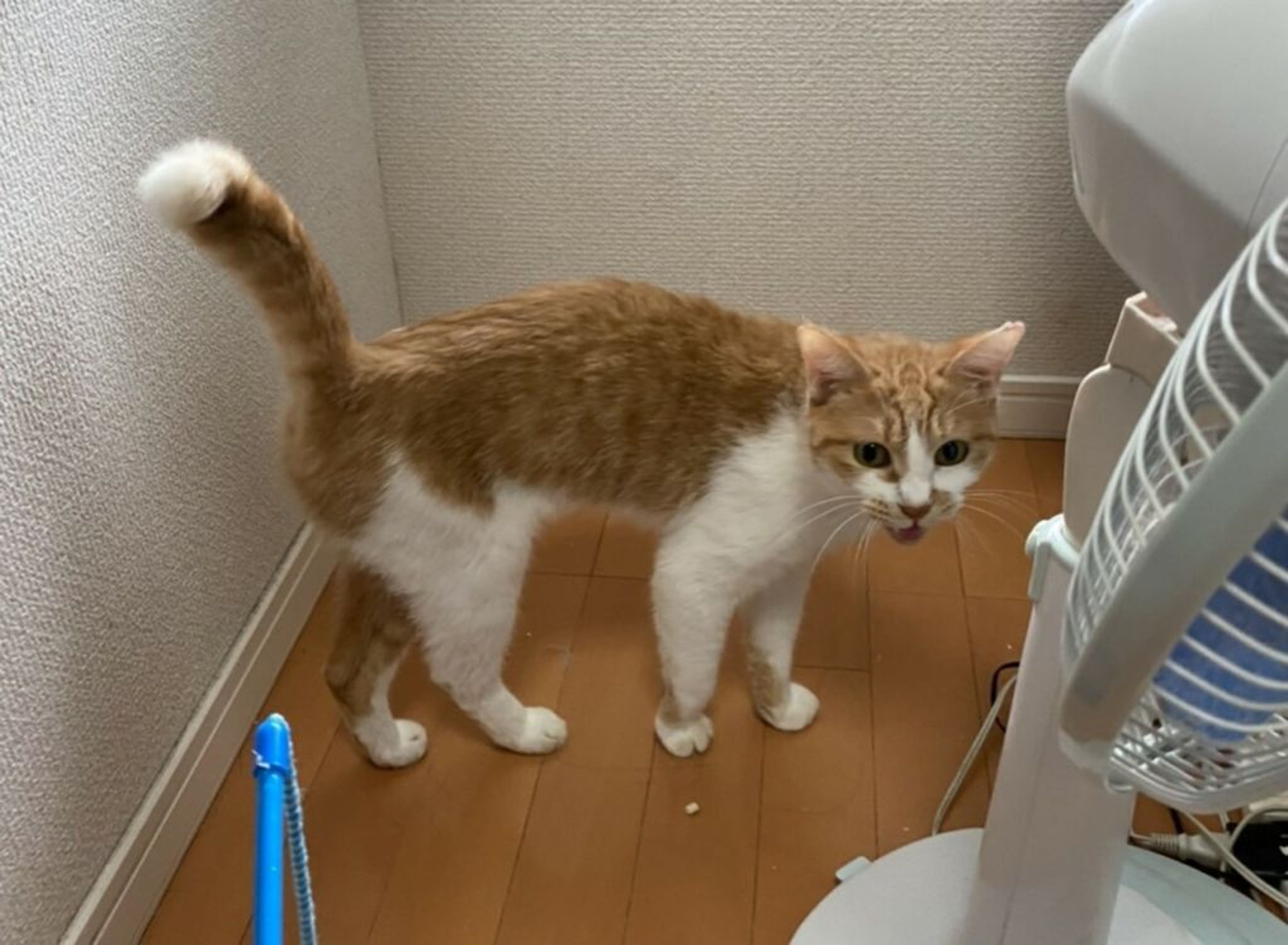 日本猫・メスの里親募集の写真