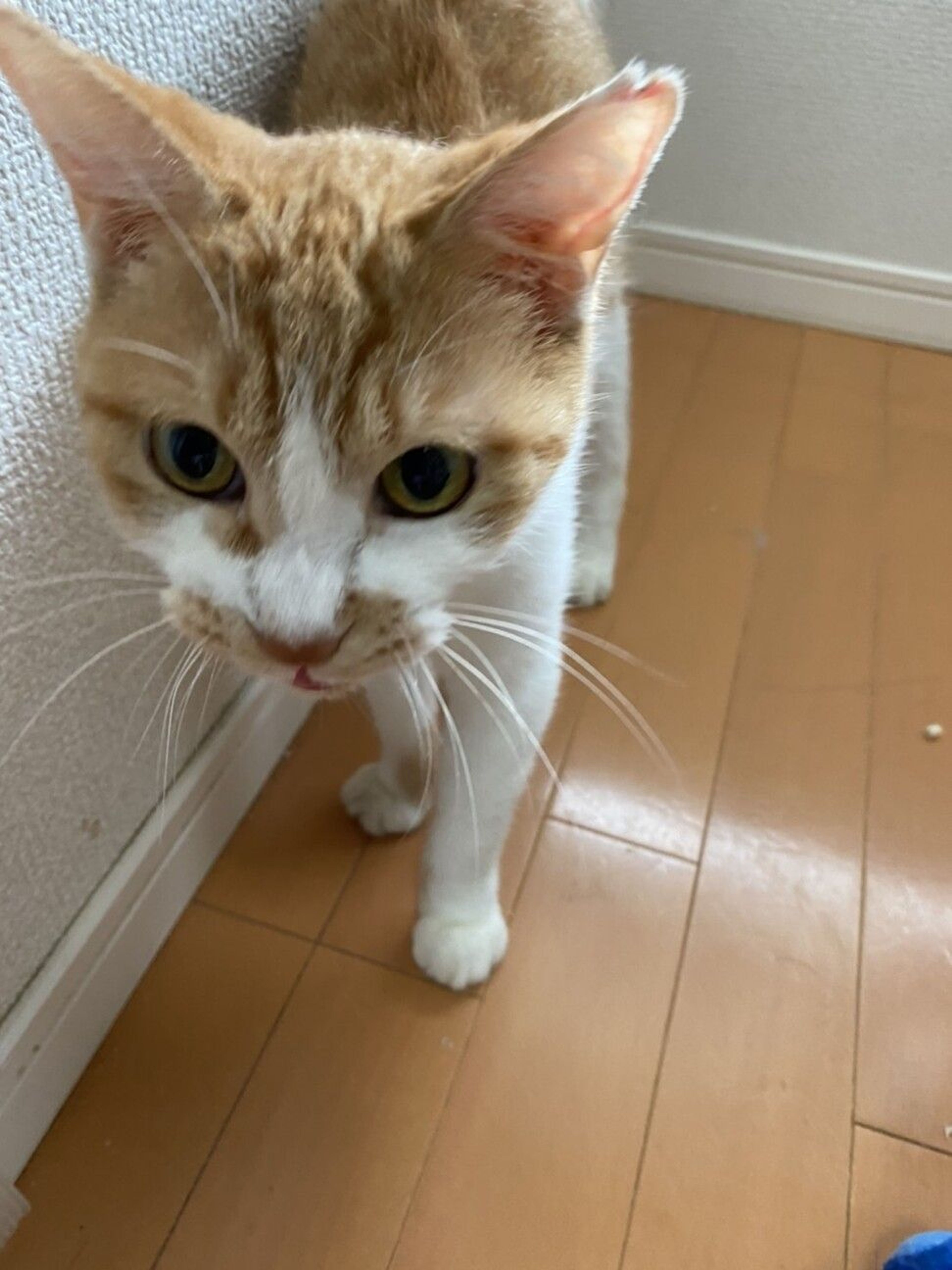 pet-image-2
