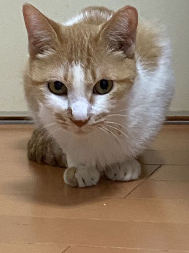 メイちゃんの写真