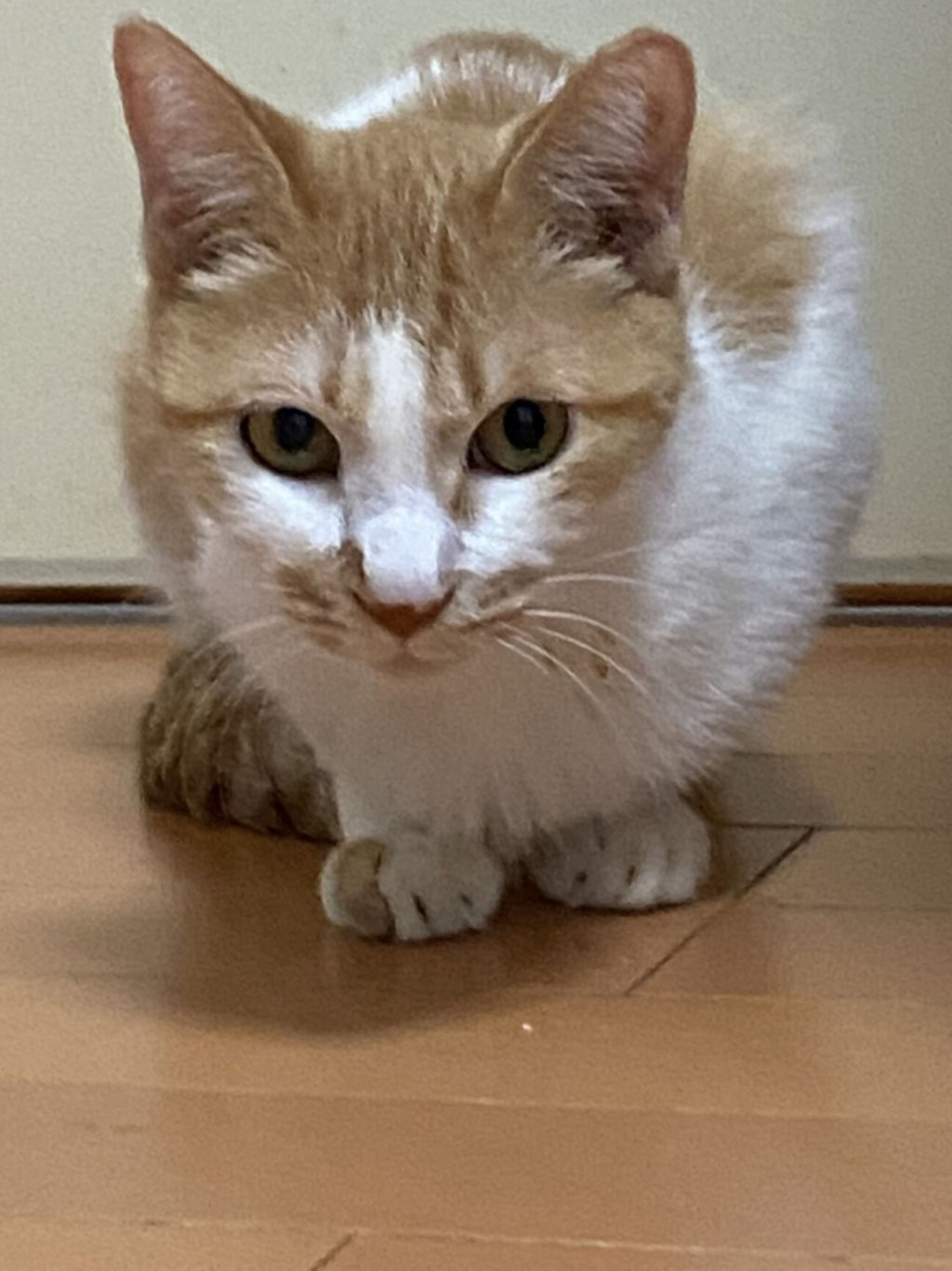 日本猫・メスの里親募集の写真