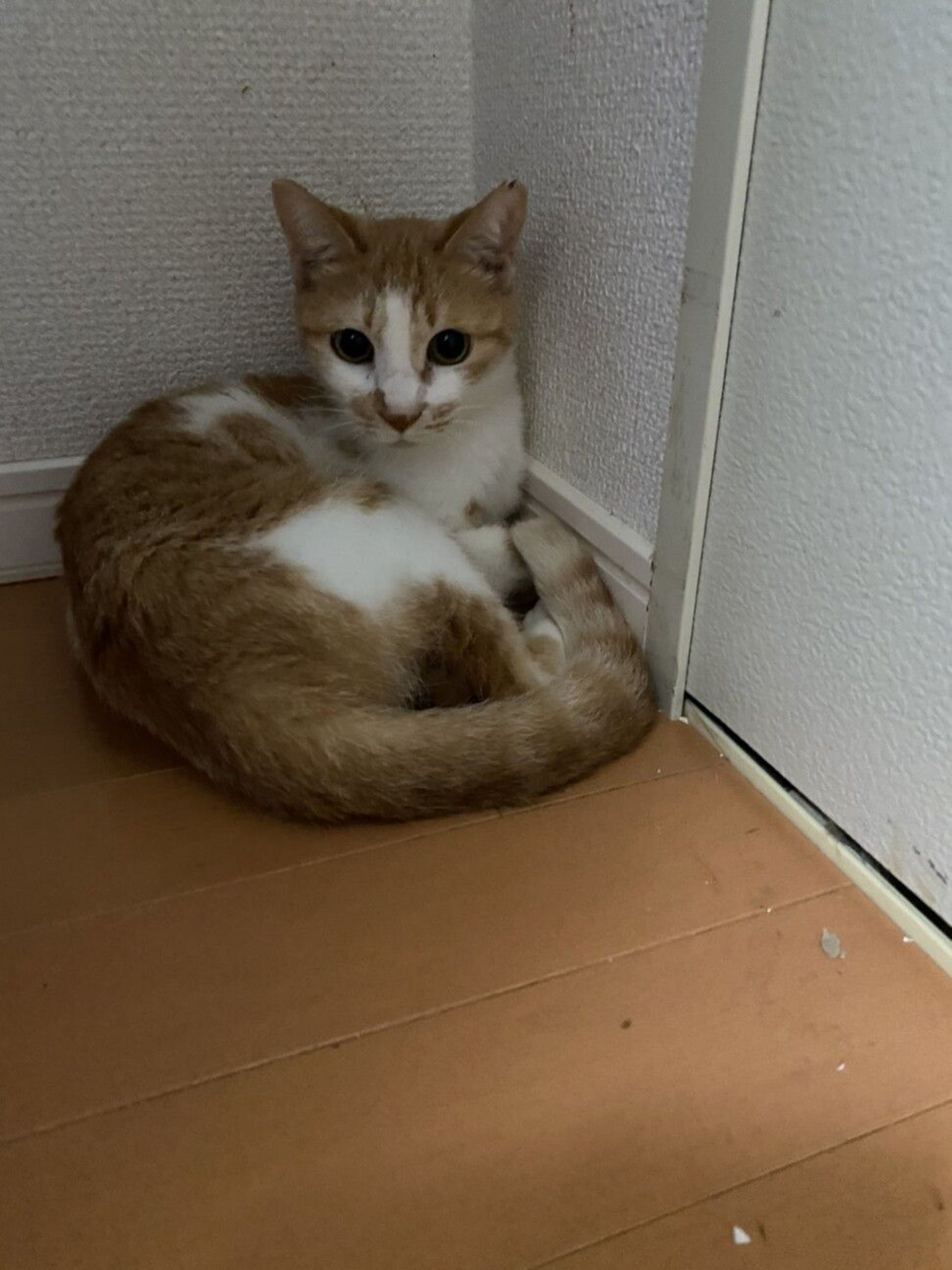 pet-image-2