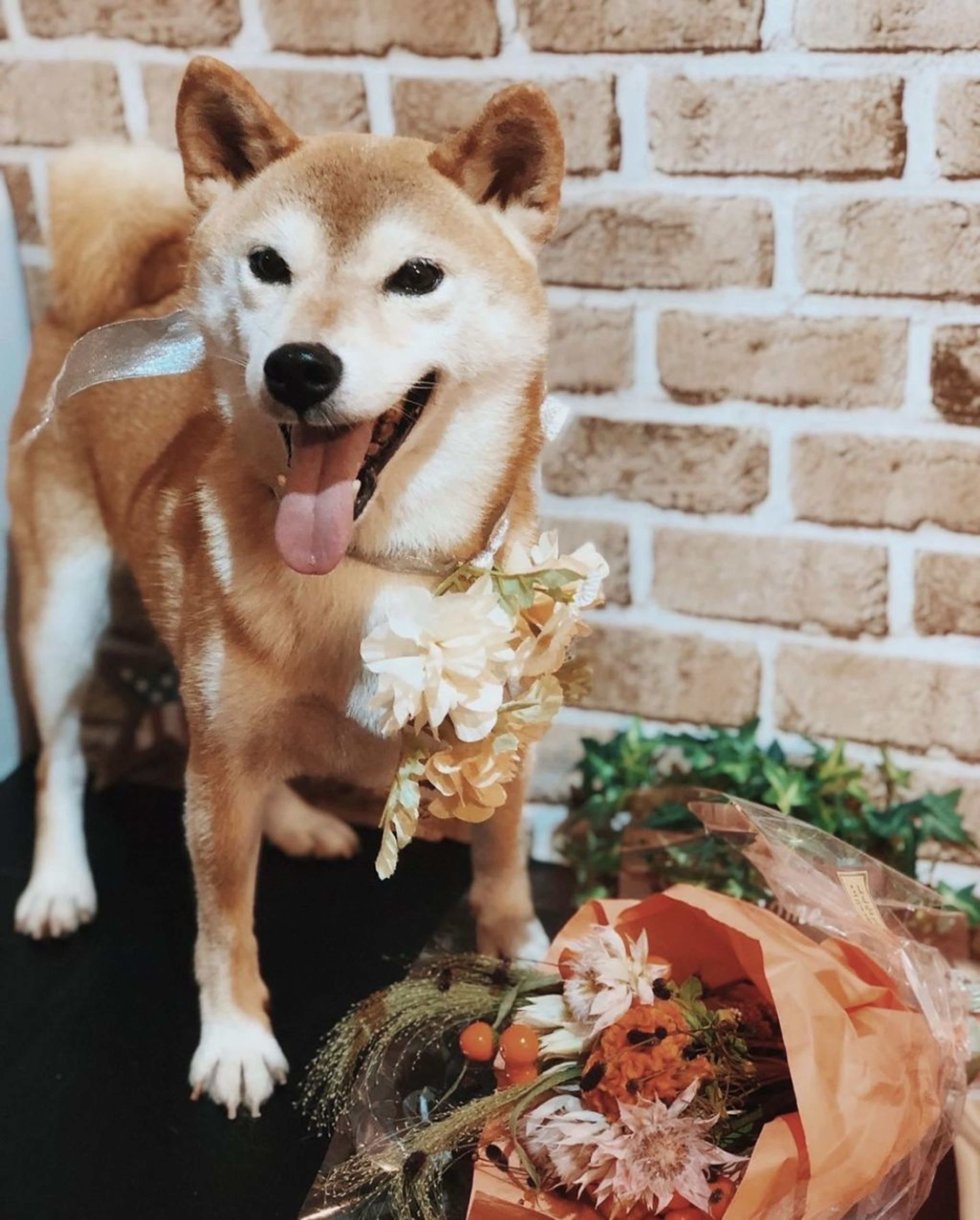 柴犬・メスの里親募集の写真
