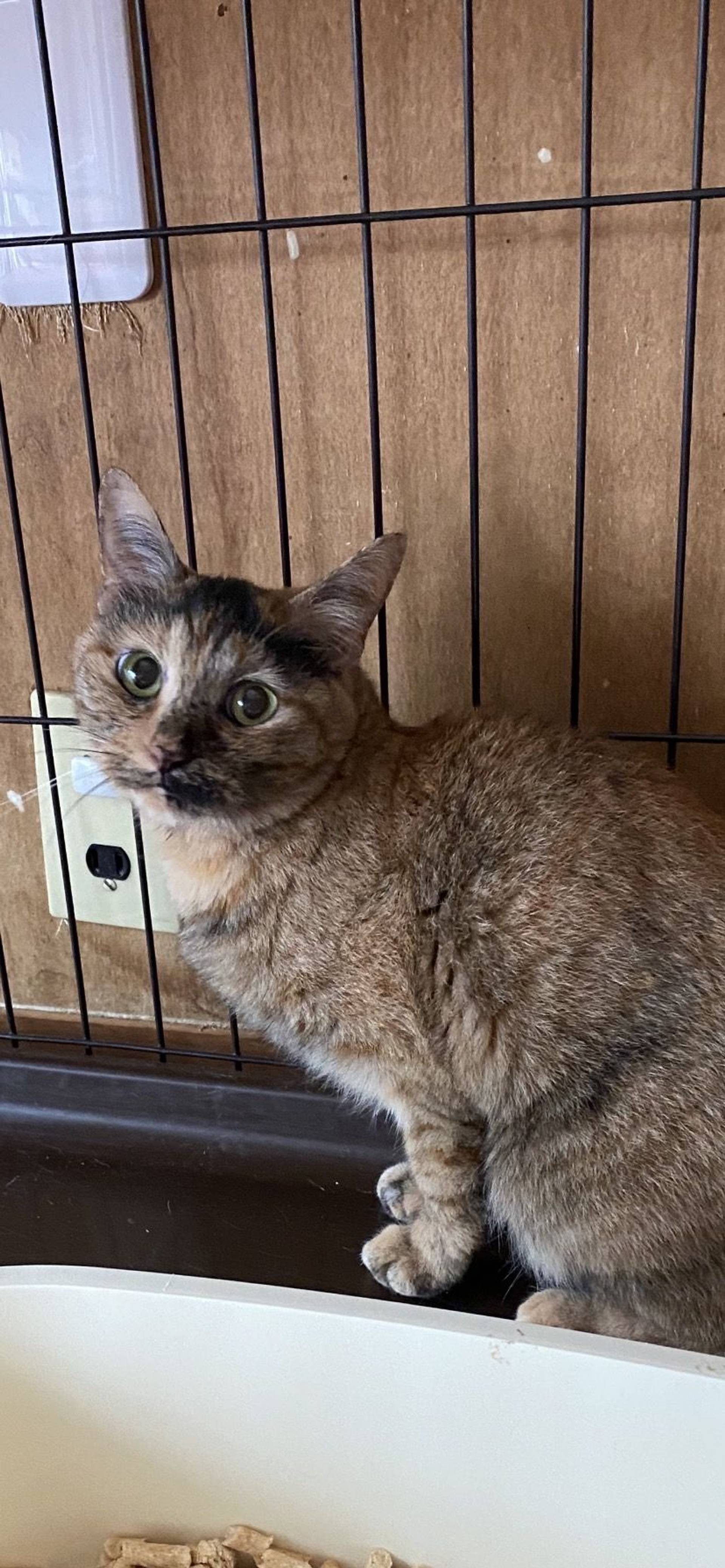 日本猫・メスの里親募集の写真