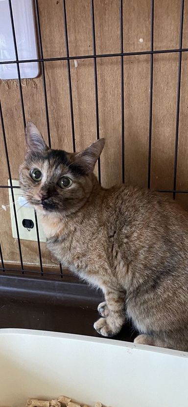 天子ちゃんの写真