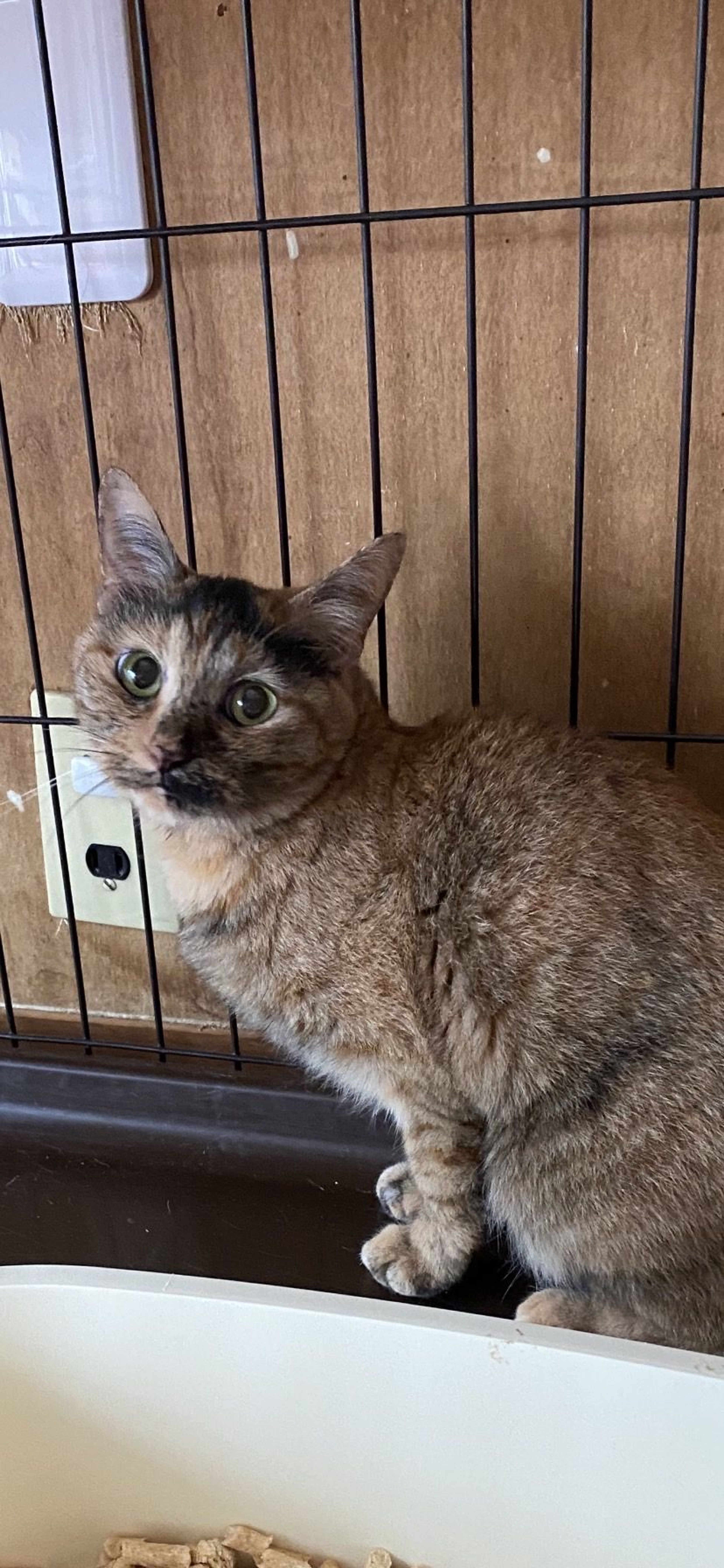 日本猫・メスの里親募集の写真