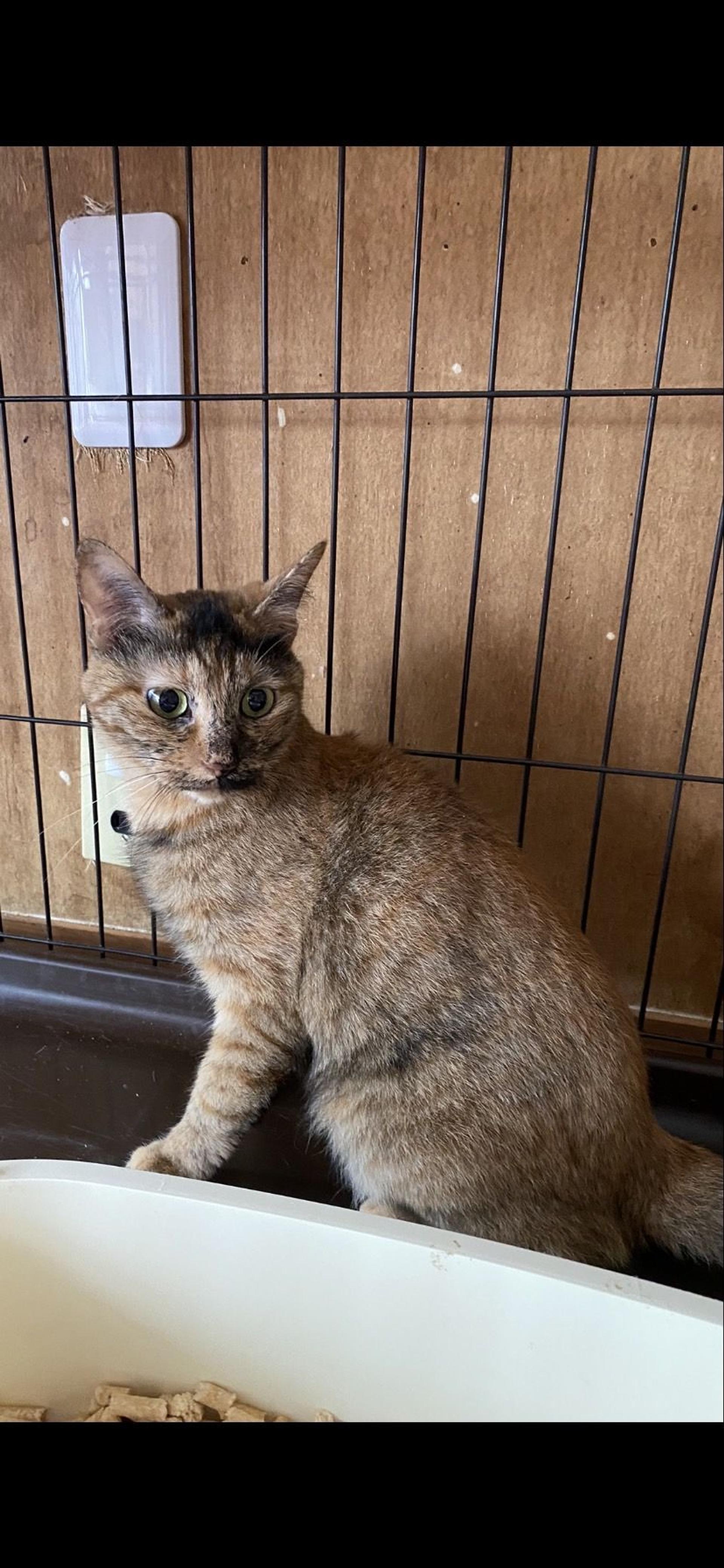 pet-image-3