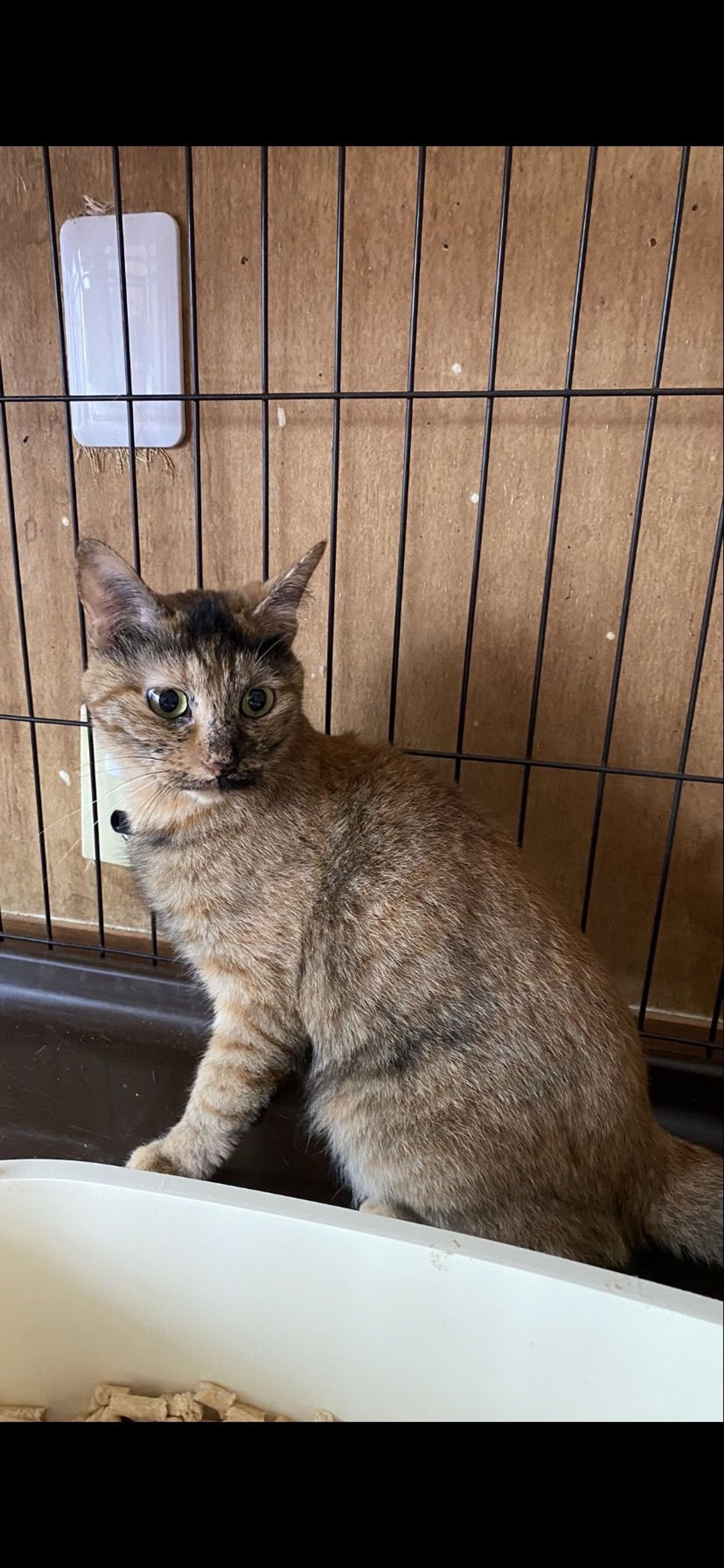 pet-image-3
