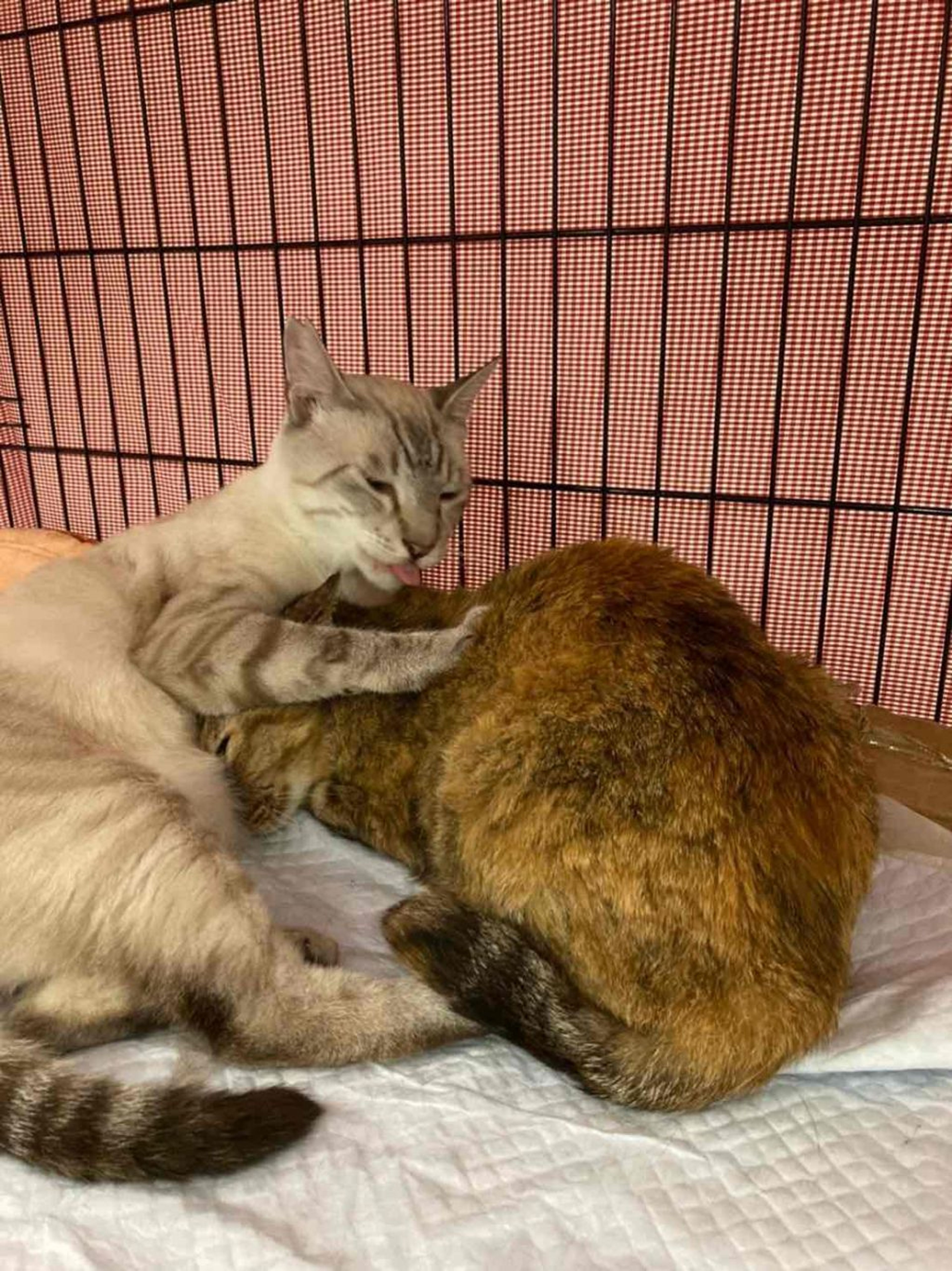 pet-image-3