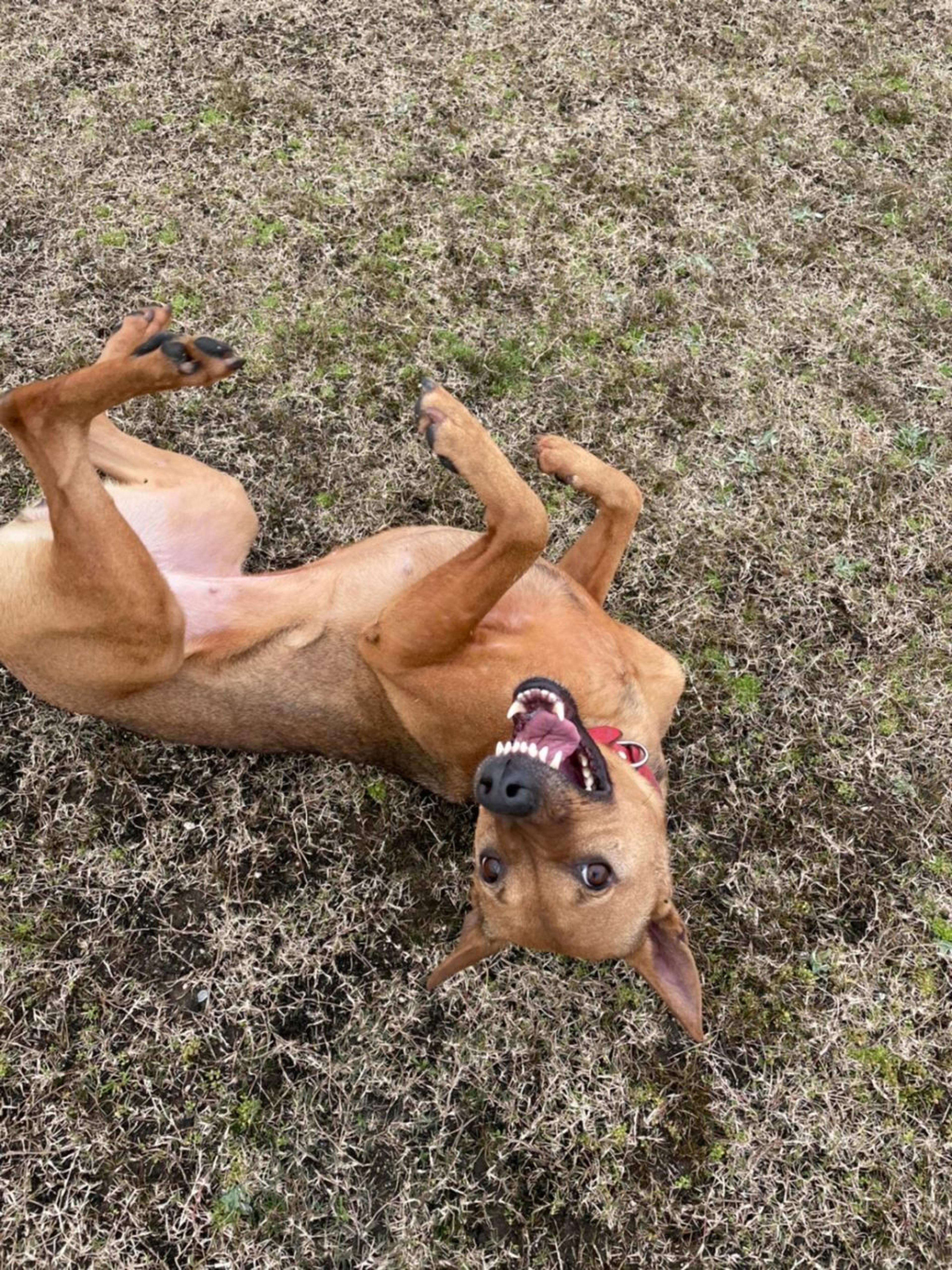 pet-image-3