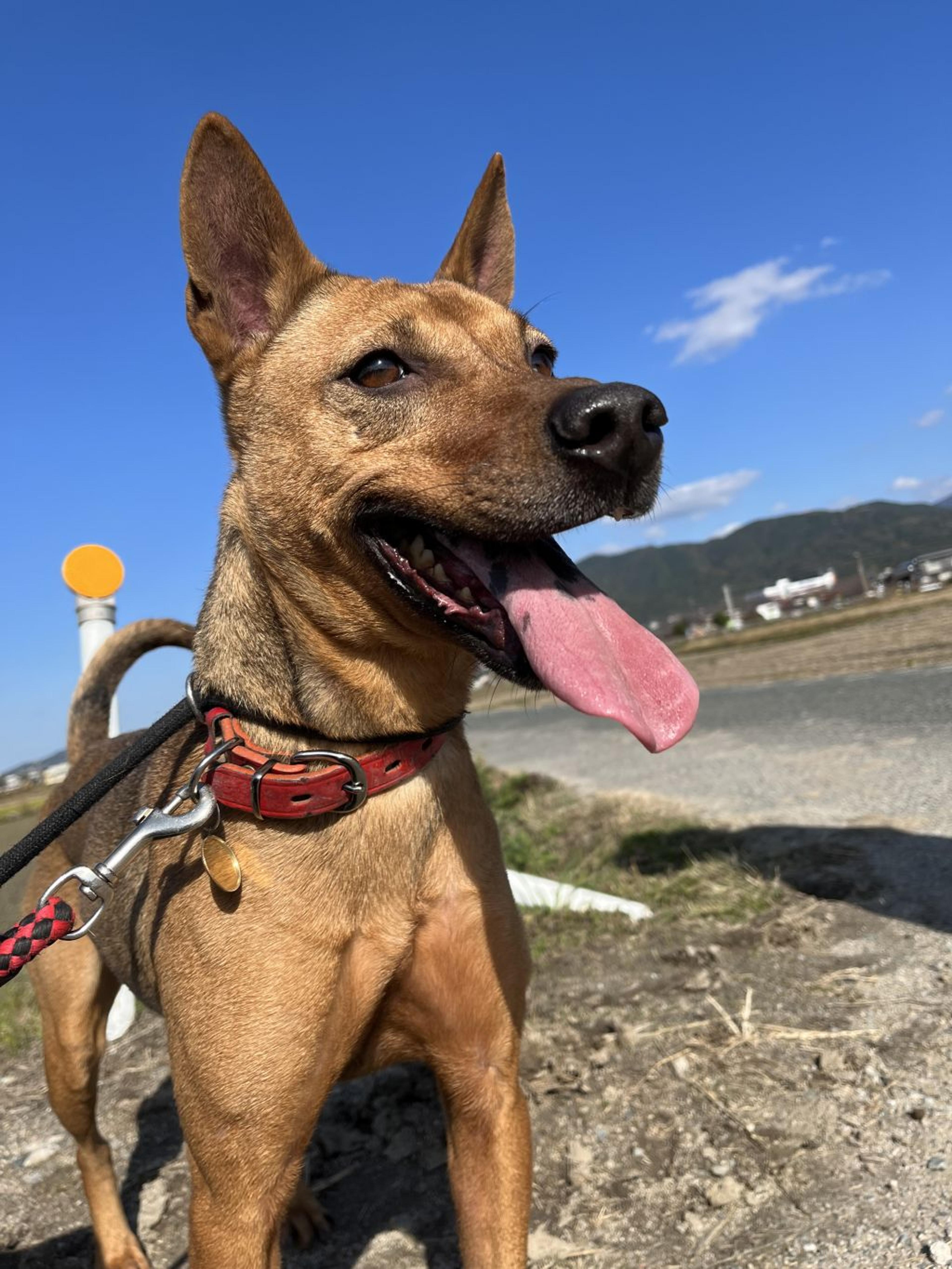 pet-image-4