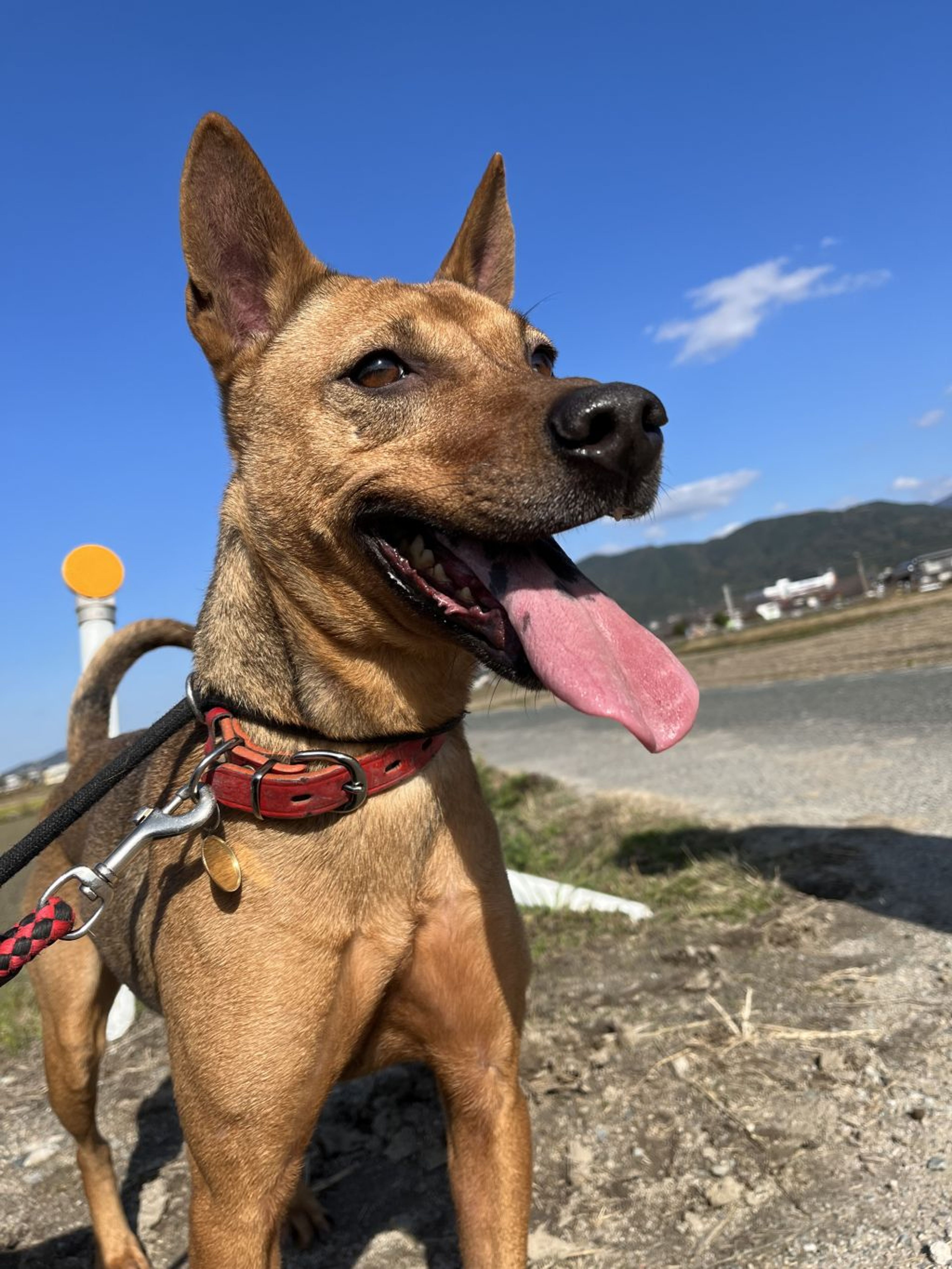 pet-image-4
