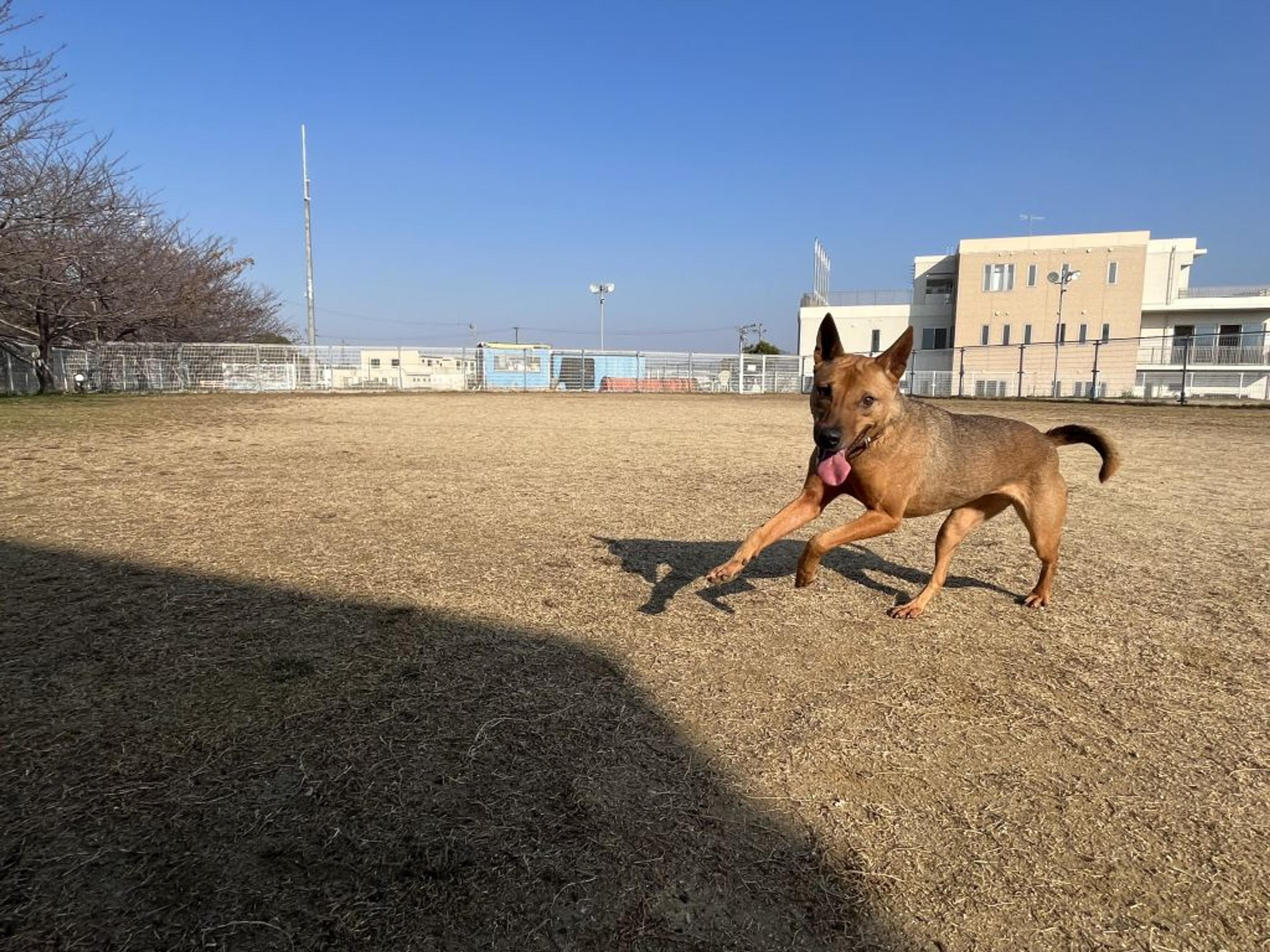 pet-image-5