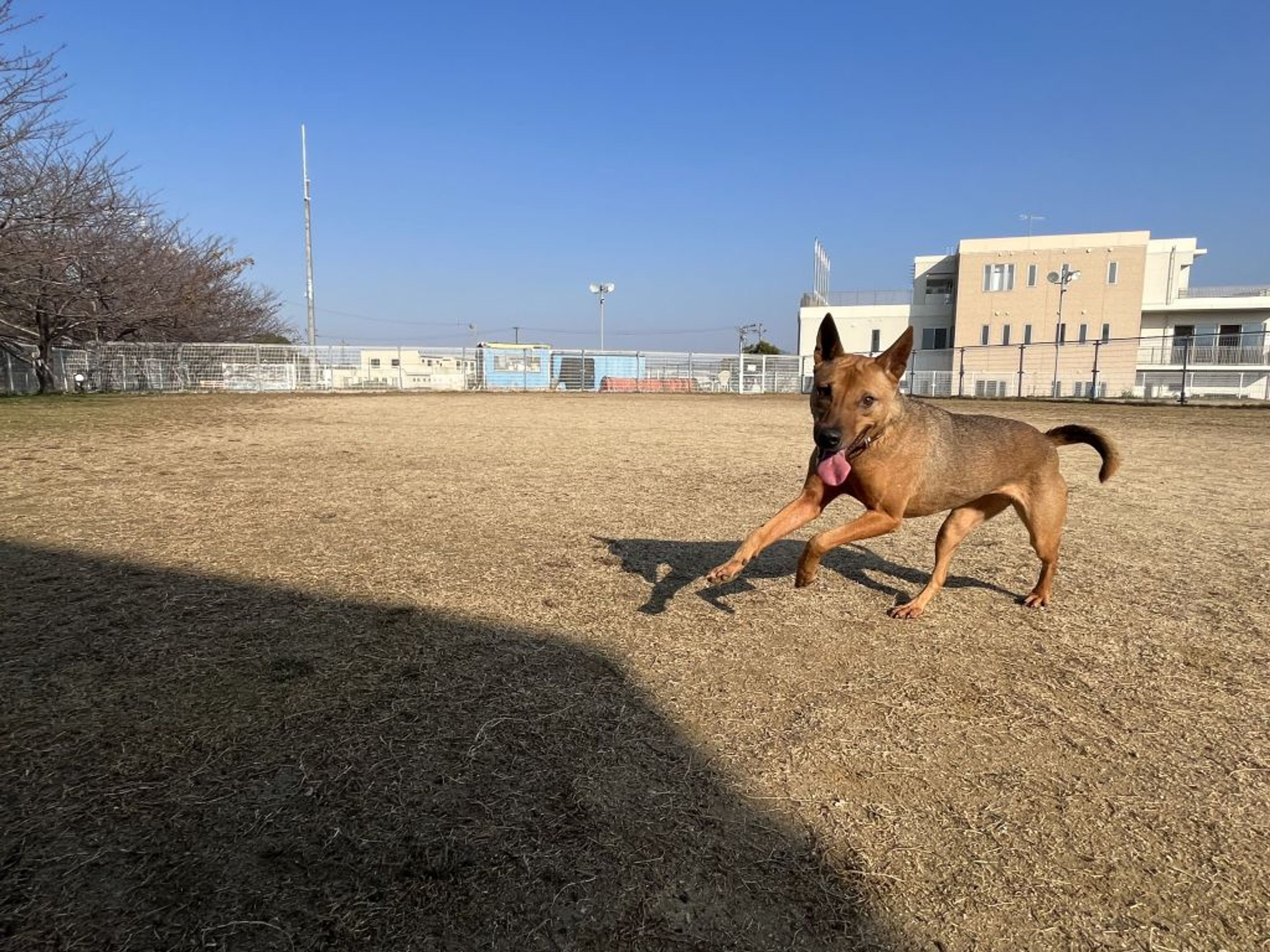 pet-image-5