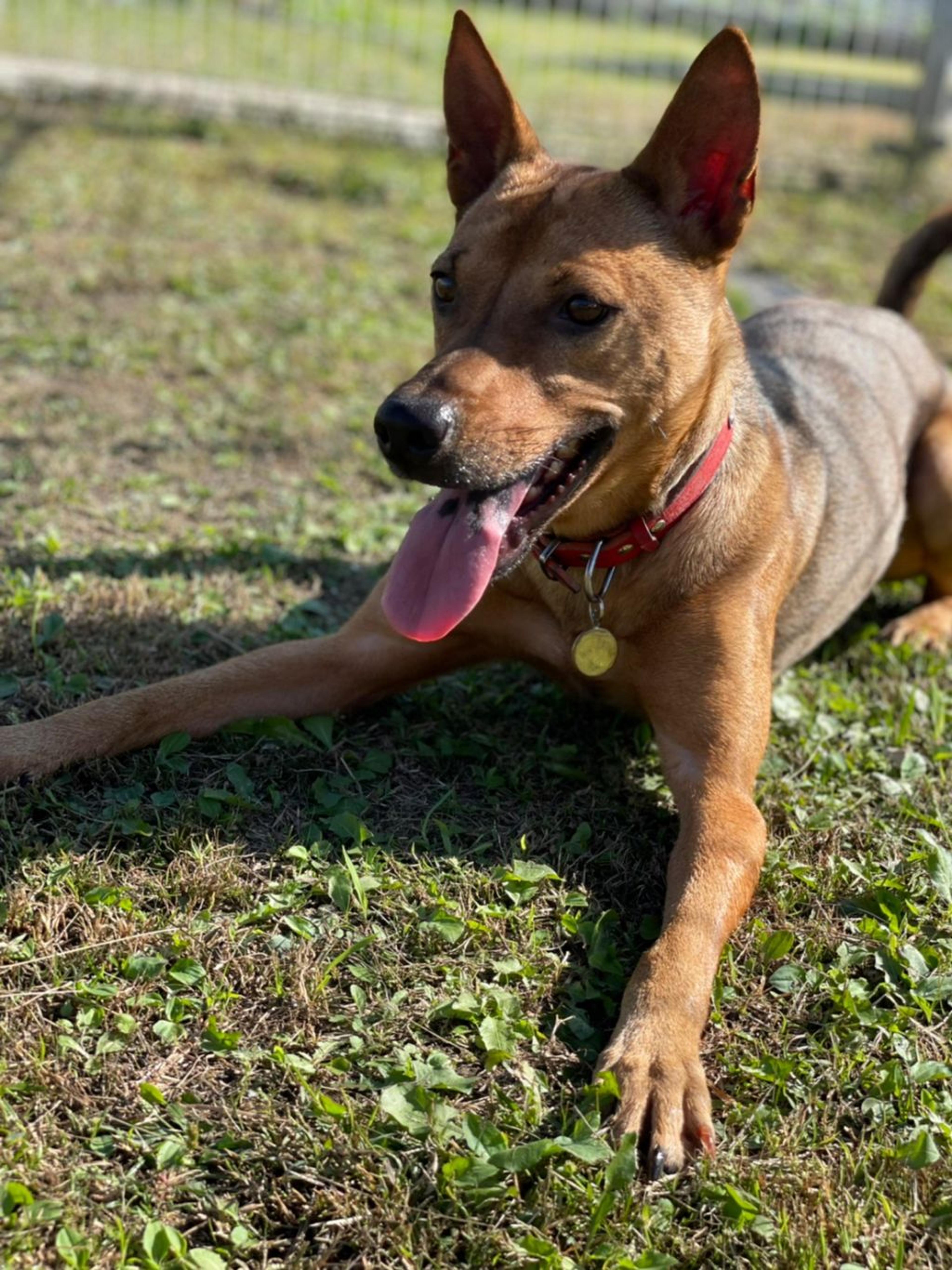 pet-image-6
