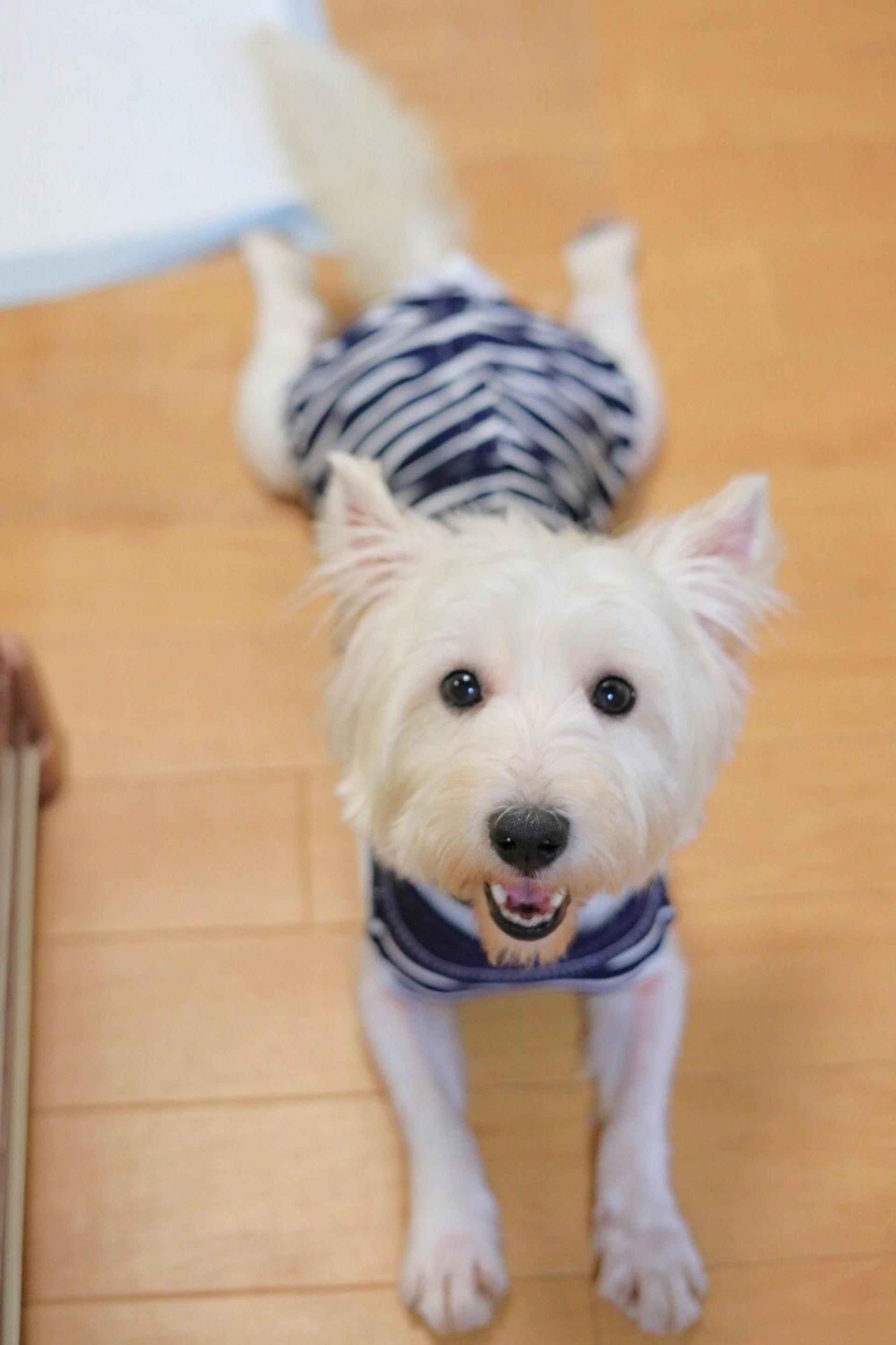 pet-image-3