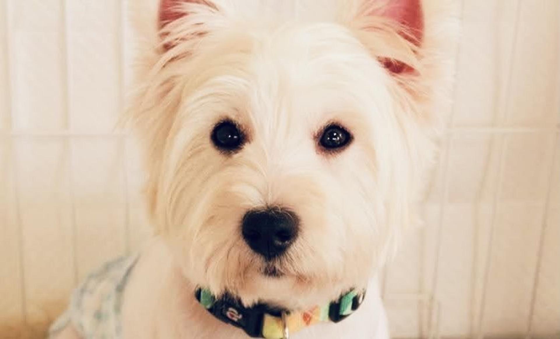 pet-image-4